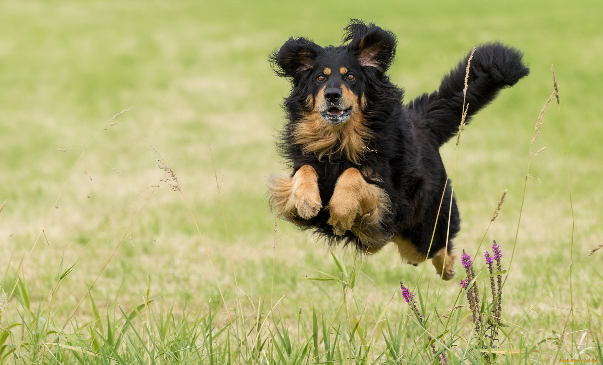 животные, собаки, взгляд, друг, собака, бег