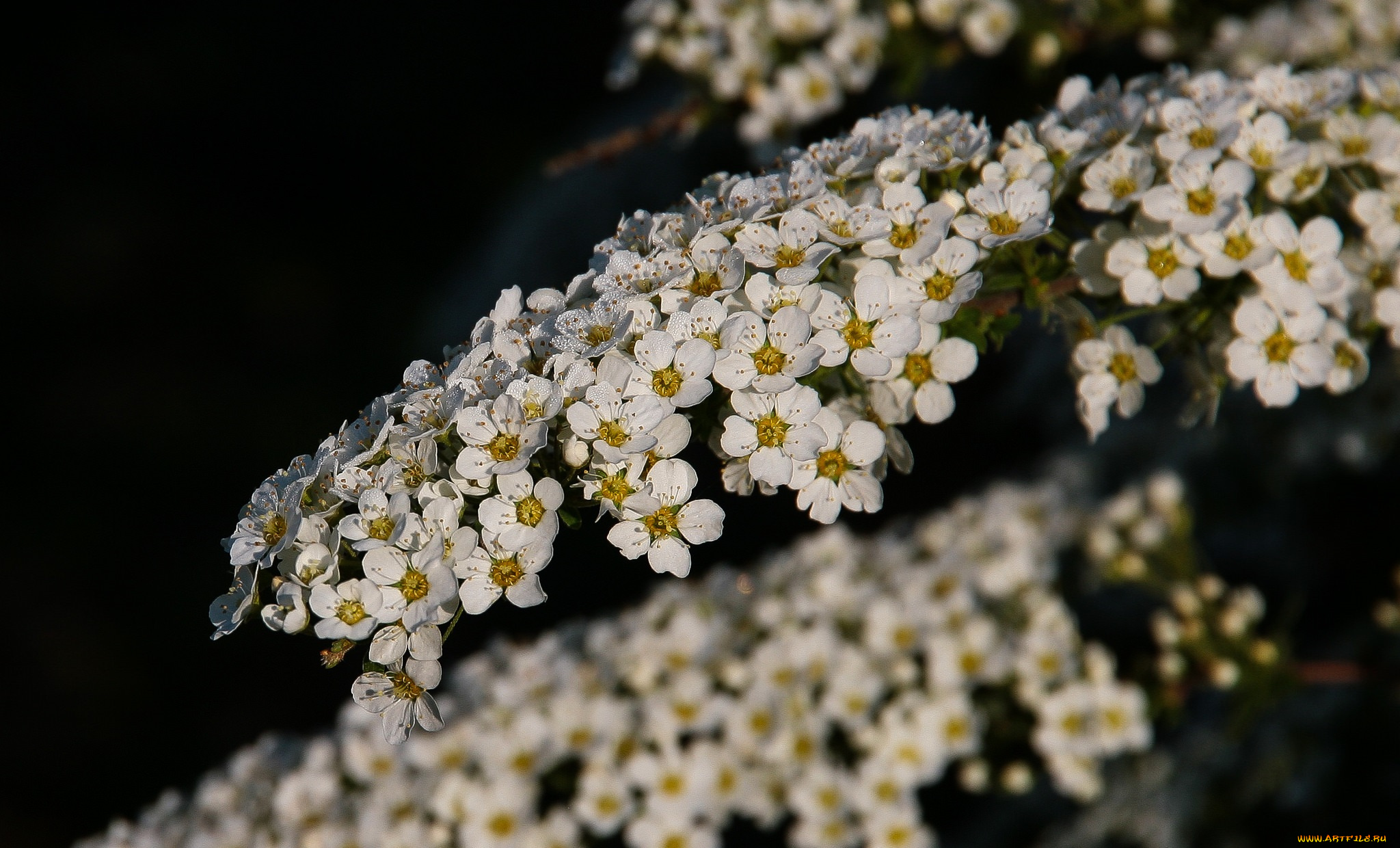 цветы, белая, невеста