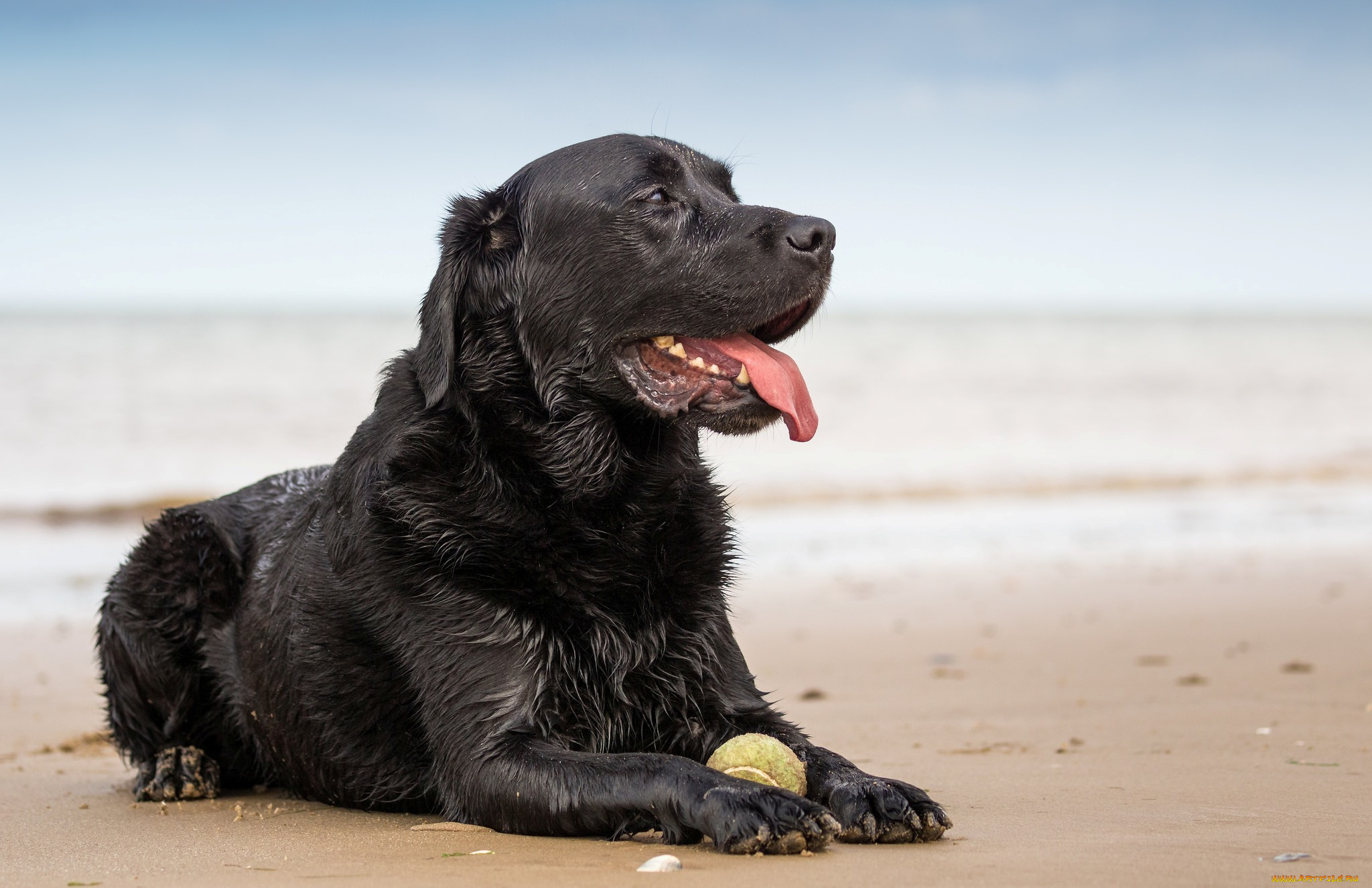 животные, собаки, друг, взгляд, собака