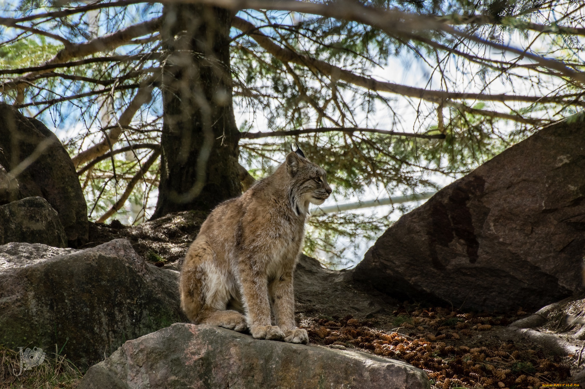 животные, рыси, кошка, лес