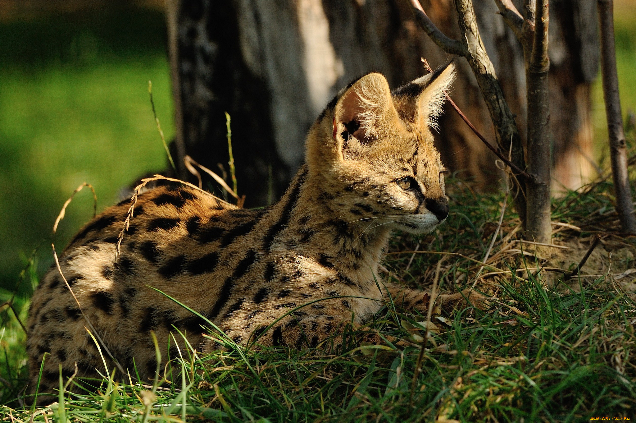 животные, сервалы, солнце, трава, кошка, сервал