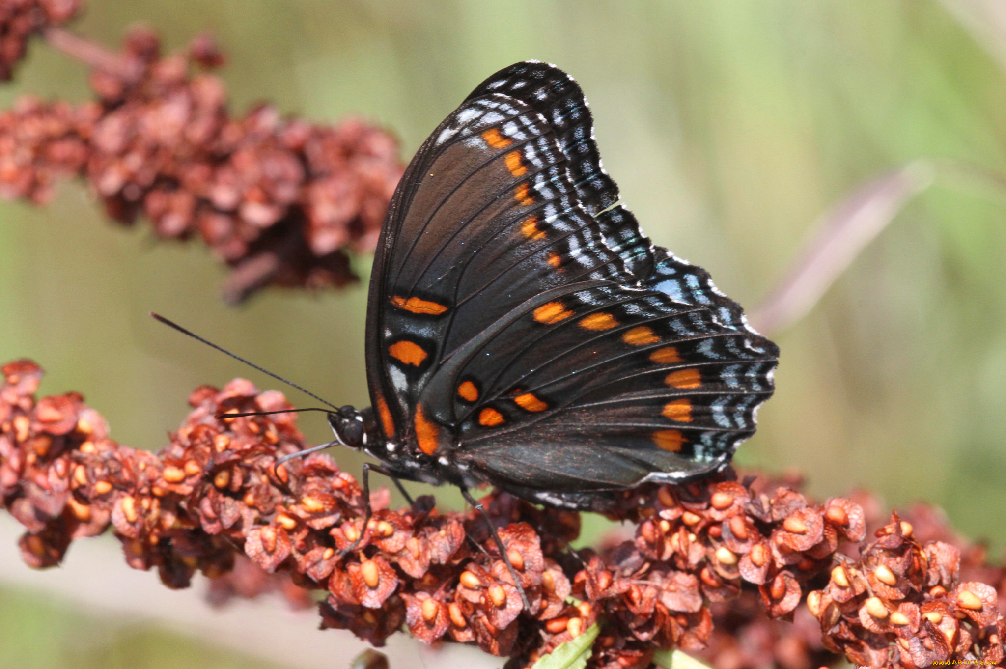 животные, бабочки, , мотыльки, , моли, бабочка