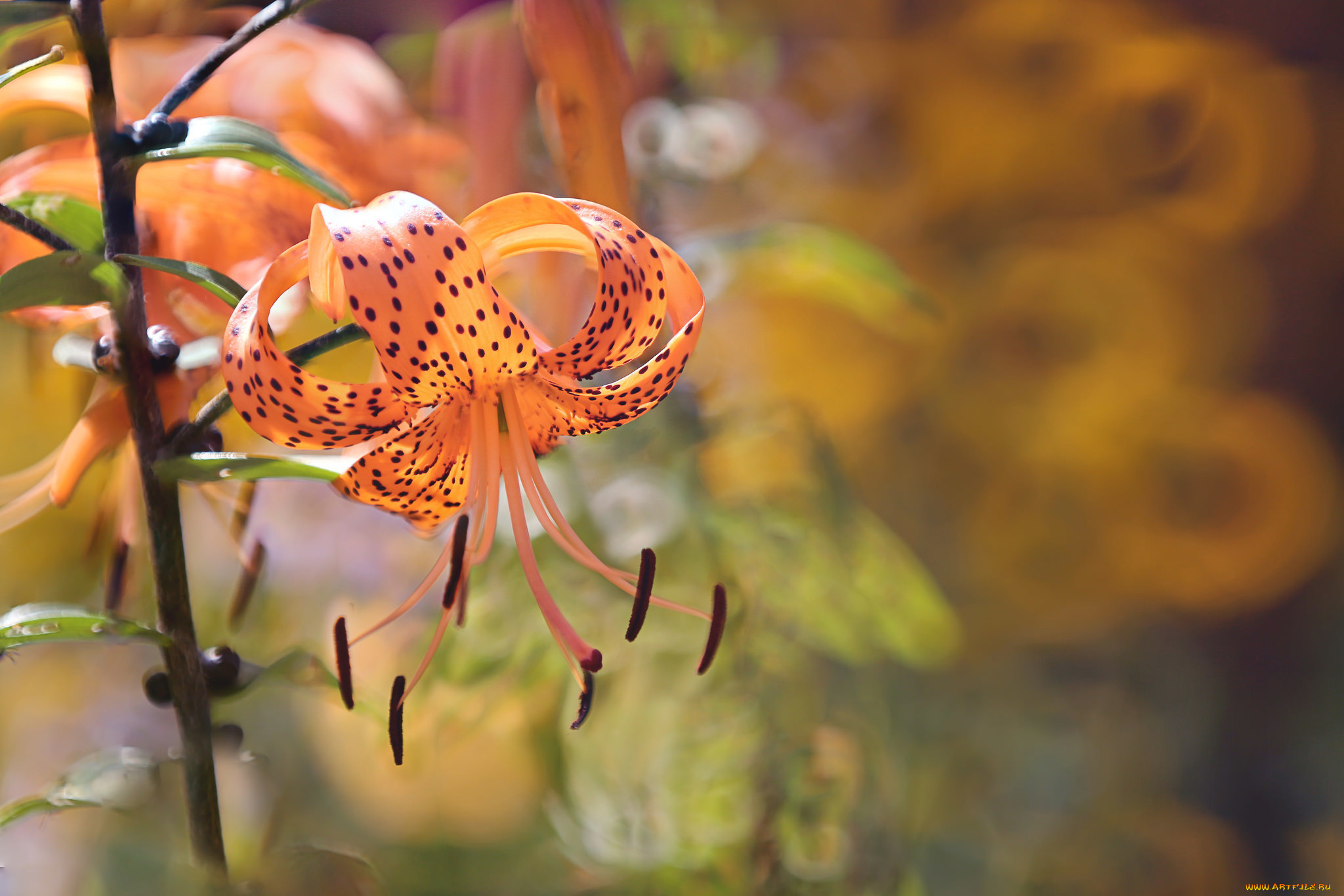 цветы, лилии, , лилейники, лето, природа, orange, tiger, lily