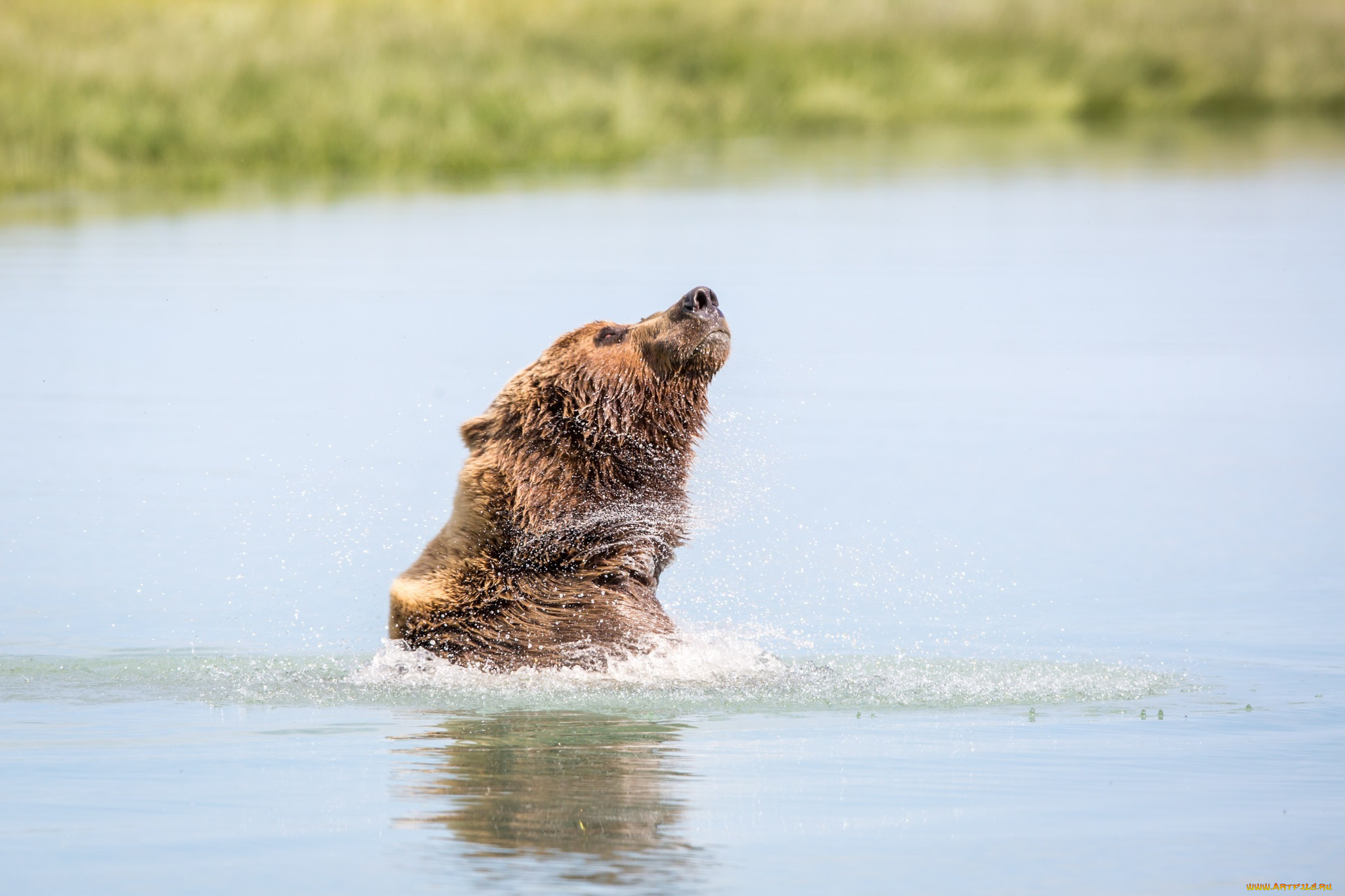 животные, медведи, морда, гризли, водоём, брызги