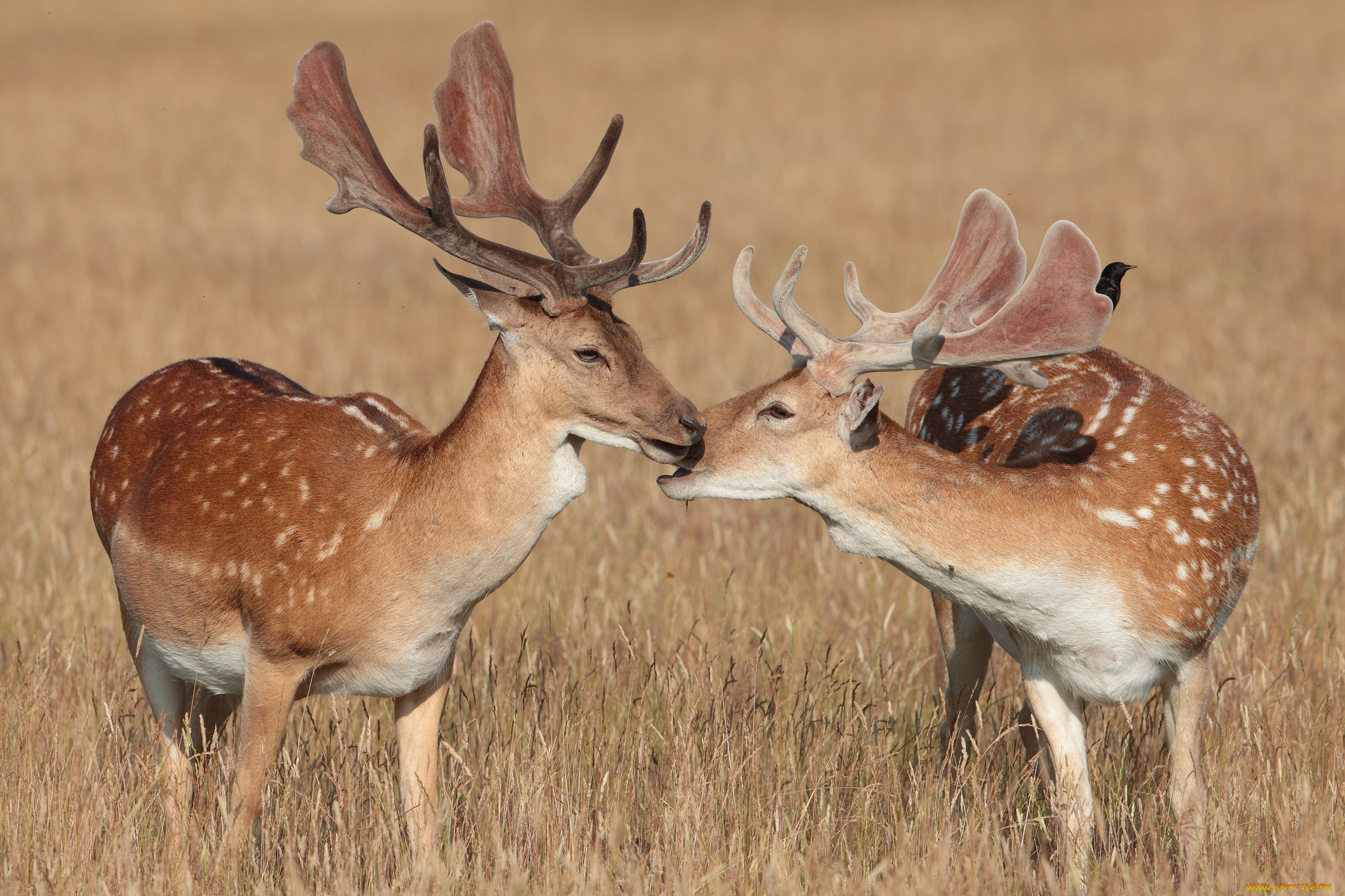 животные, олени, рога, олень