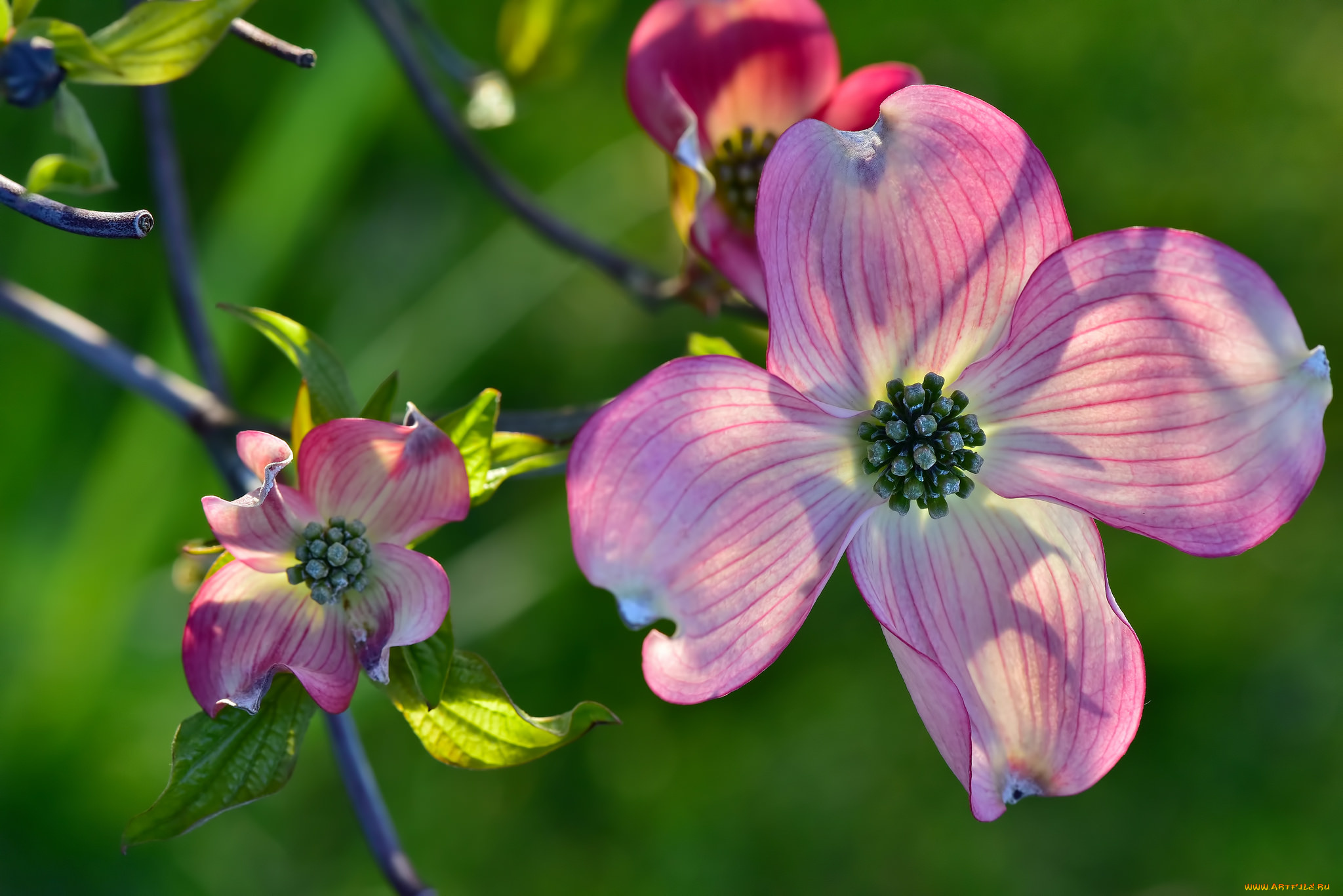 цветы, кизил