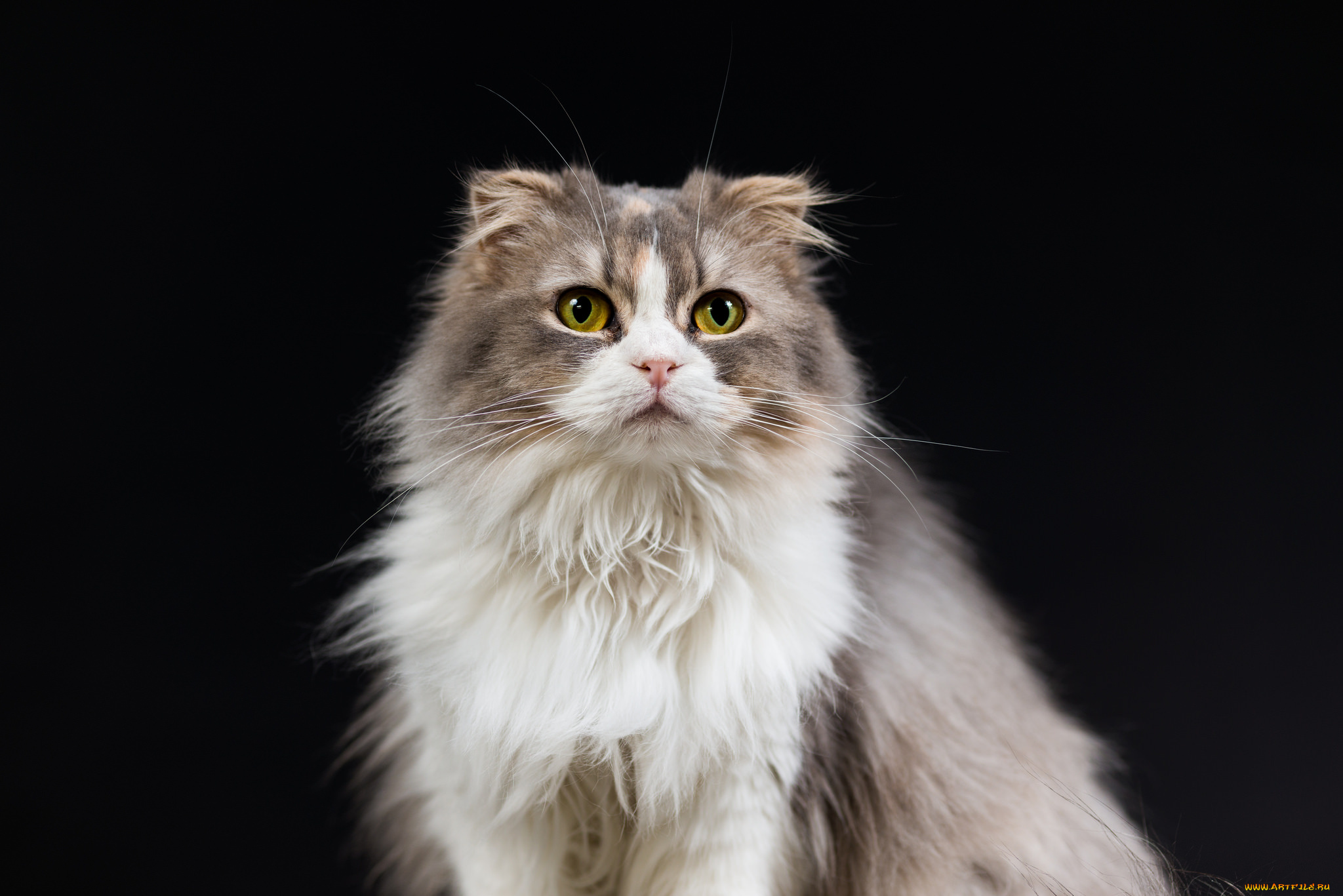 животные, коты, чёрный, фон, кошка, коте, киса, ушки, усы, взгляд