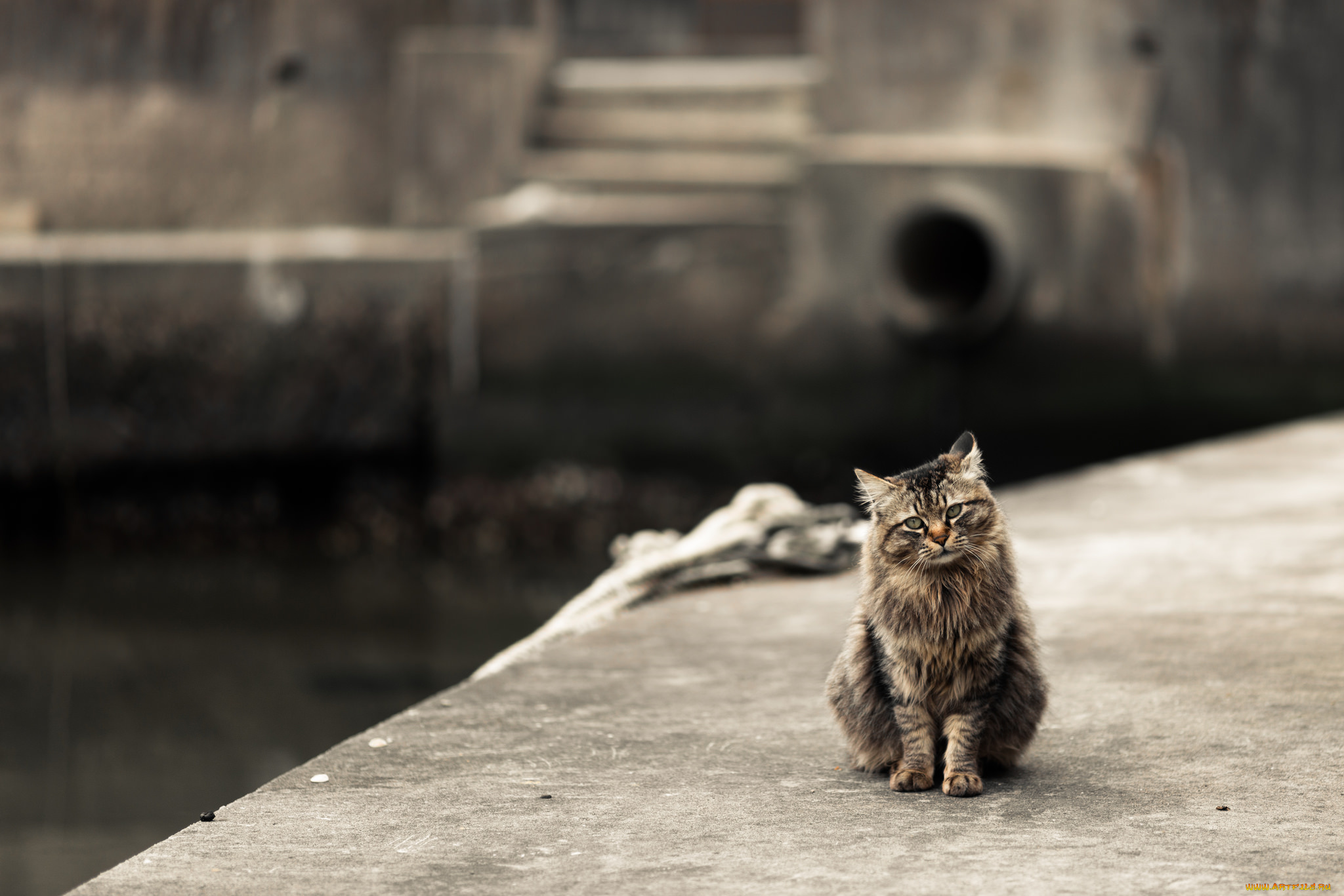 животные, коты, фон, ушки, усы, взгляд, коте, киса