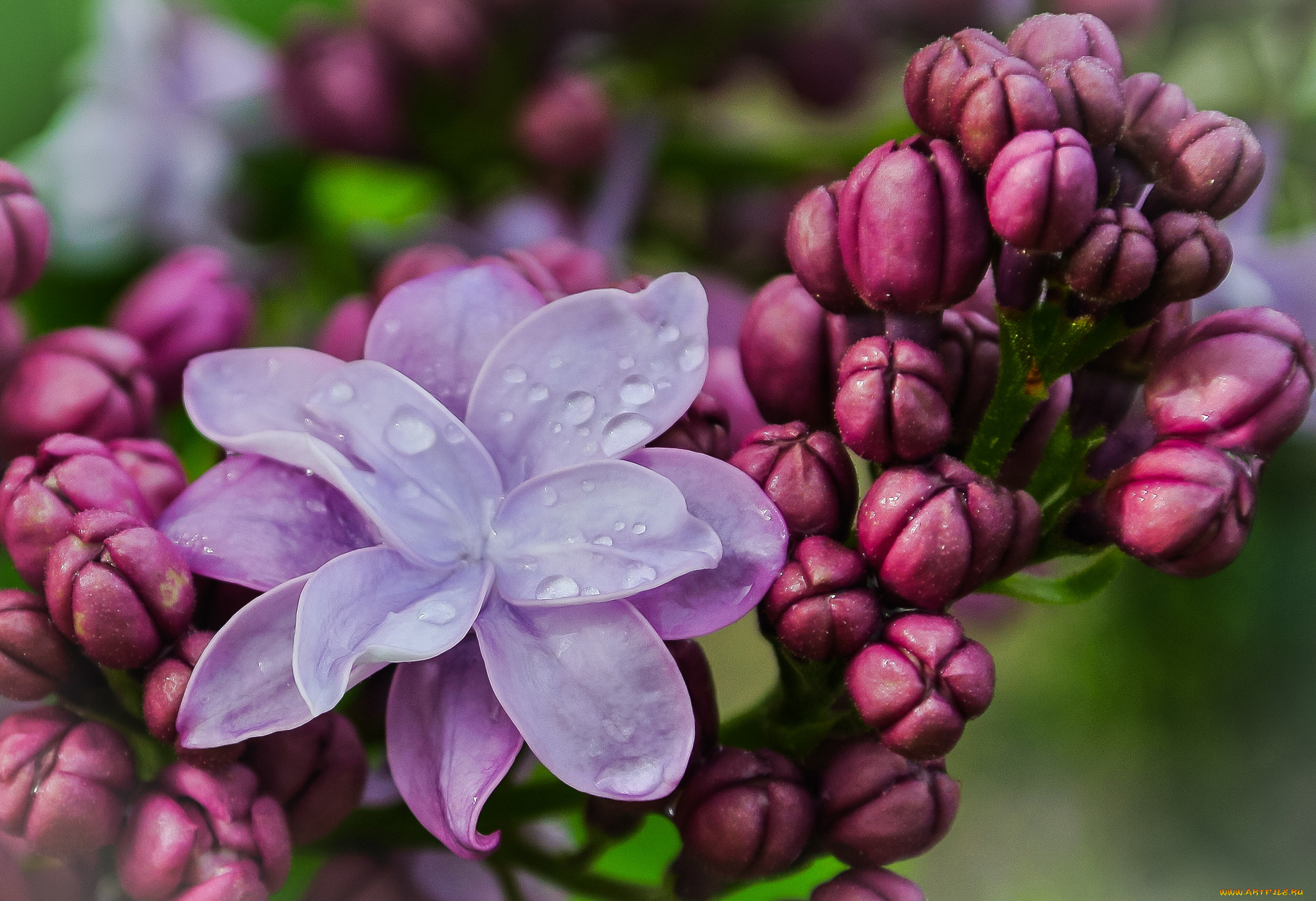 цветы, сирень