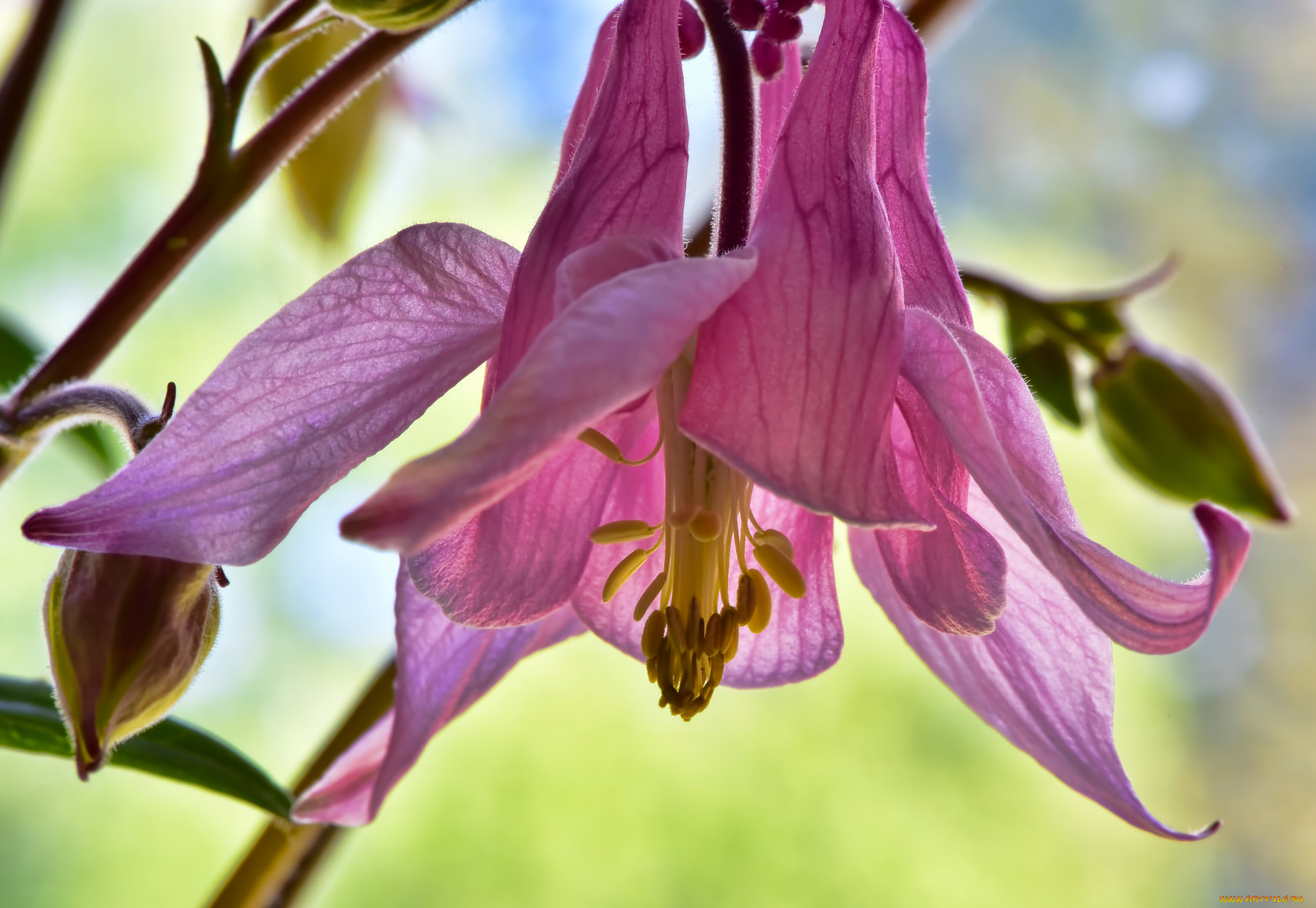 цветы, аквилегия, , водосбор