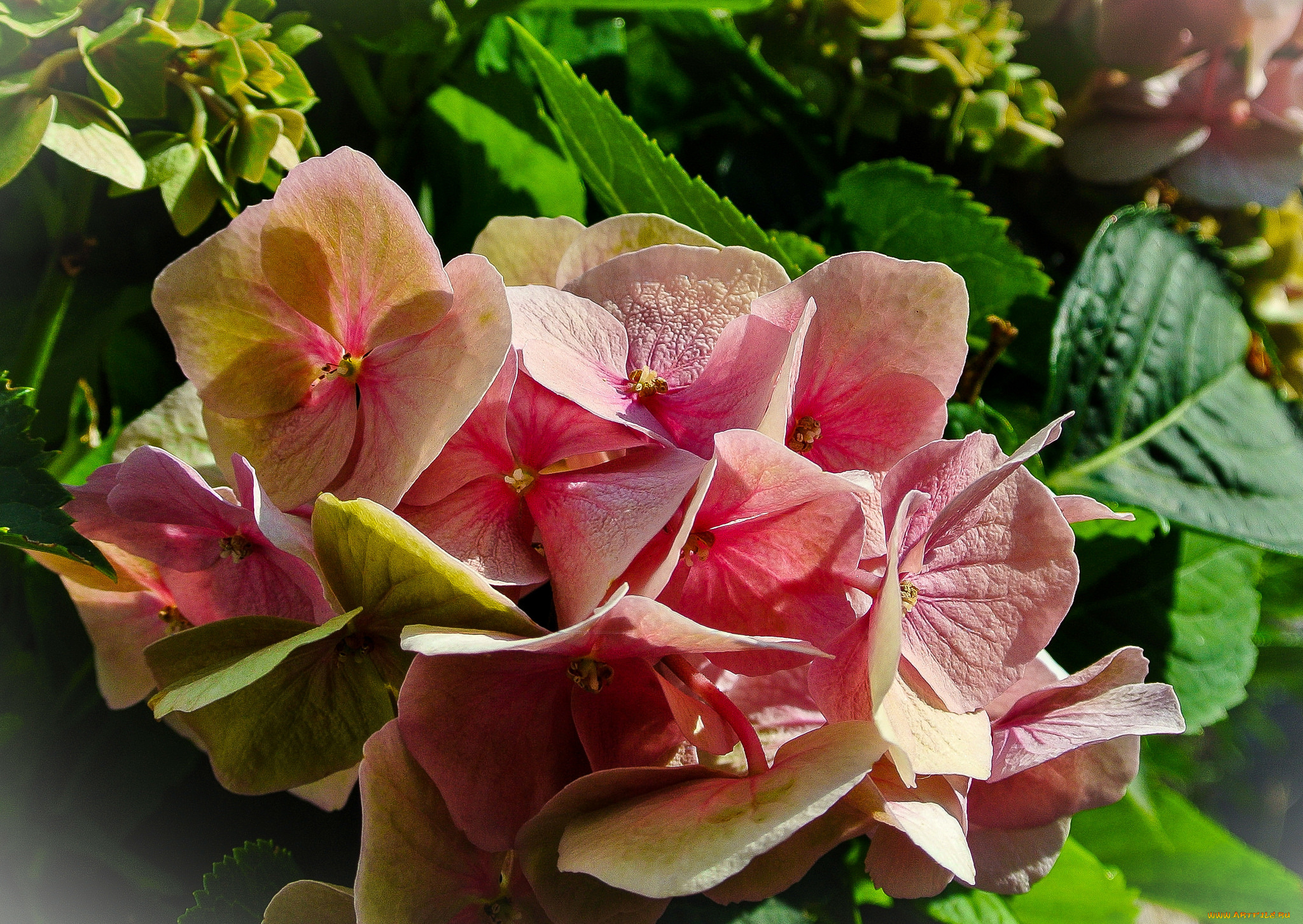 цветы, гортензия