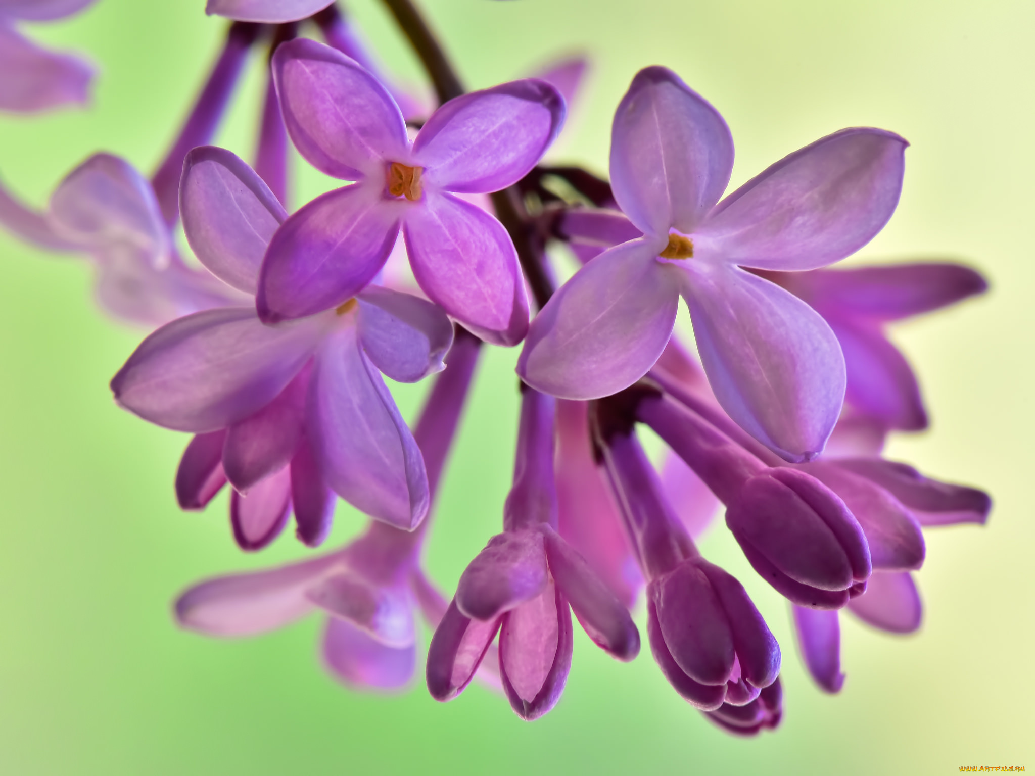 цветы, сирень, весна, соцветие