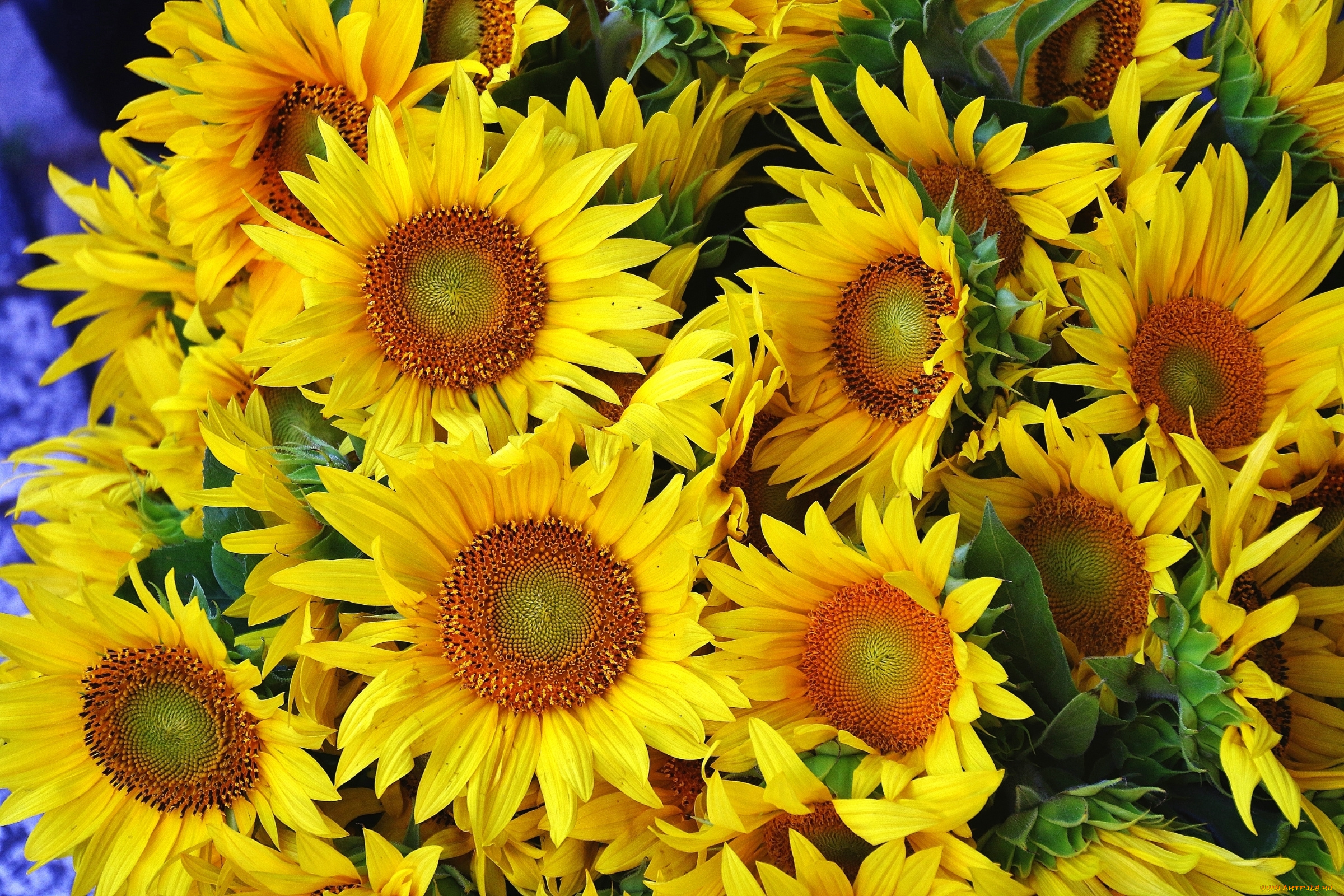 цветы, подсолнухи, желтый, лепестки