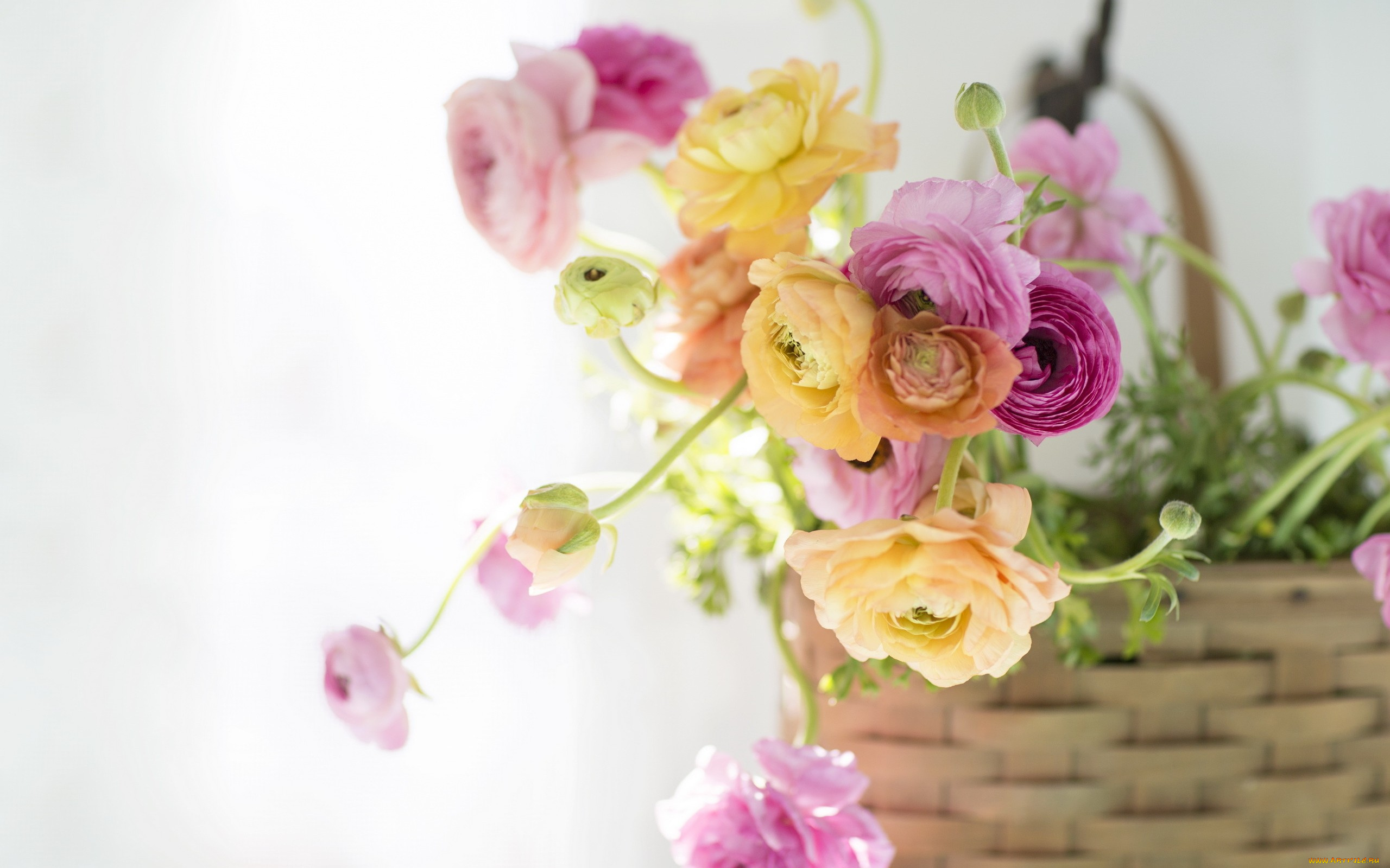 цветы, ранункулюс, , азиатский, лютик, свет, фон