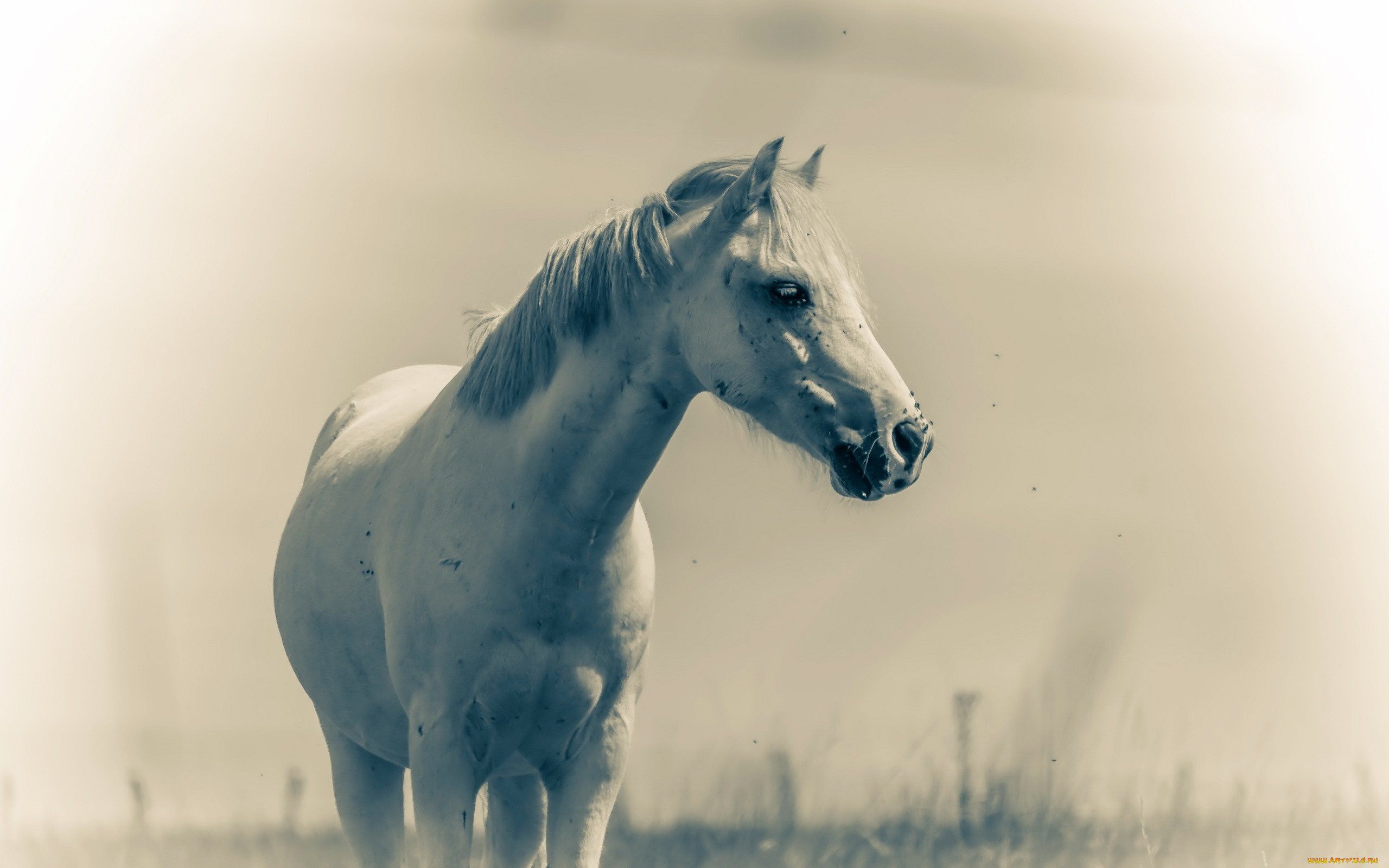 животные, лошади, природа, лето, конь