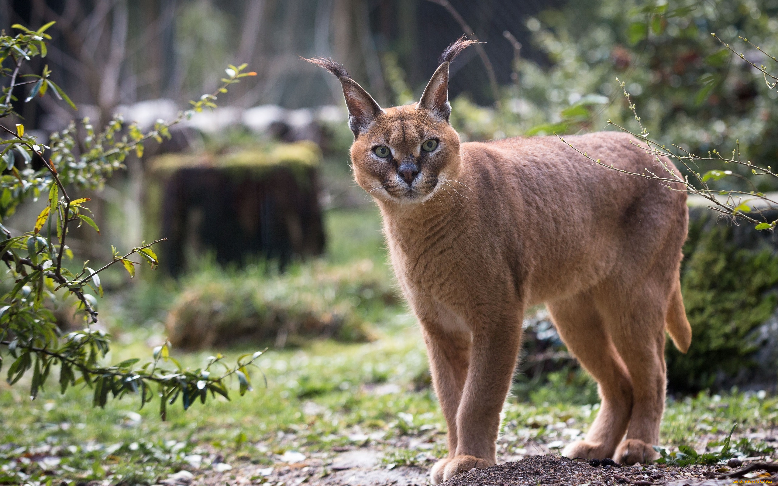 животные, рыси, каракал