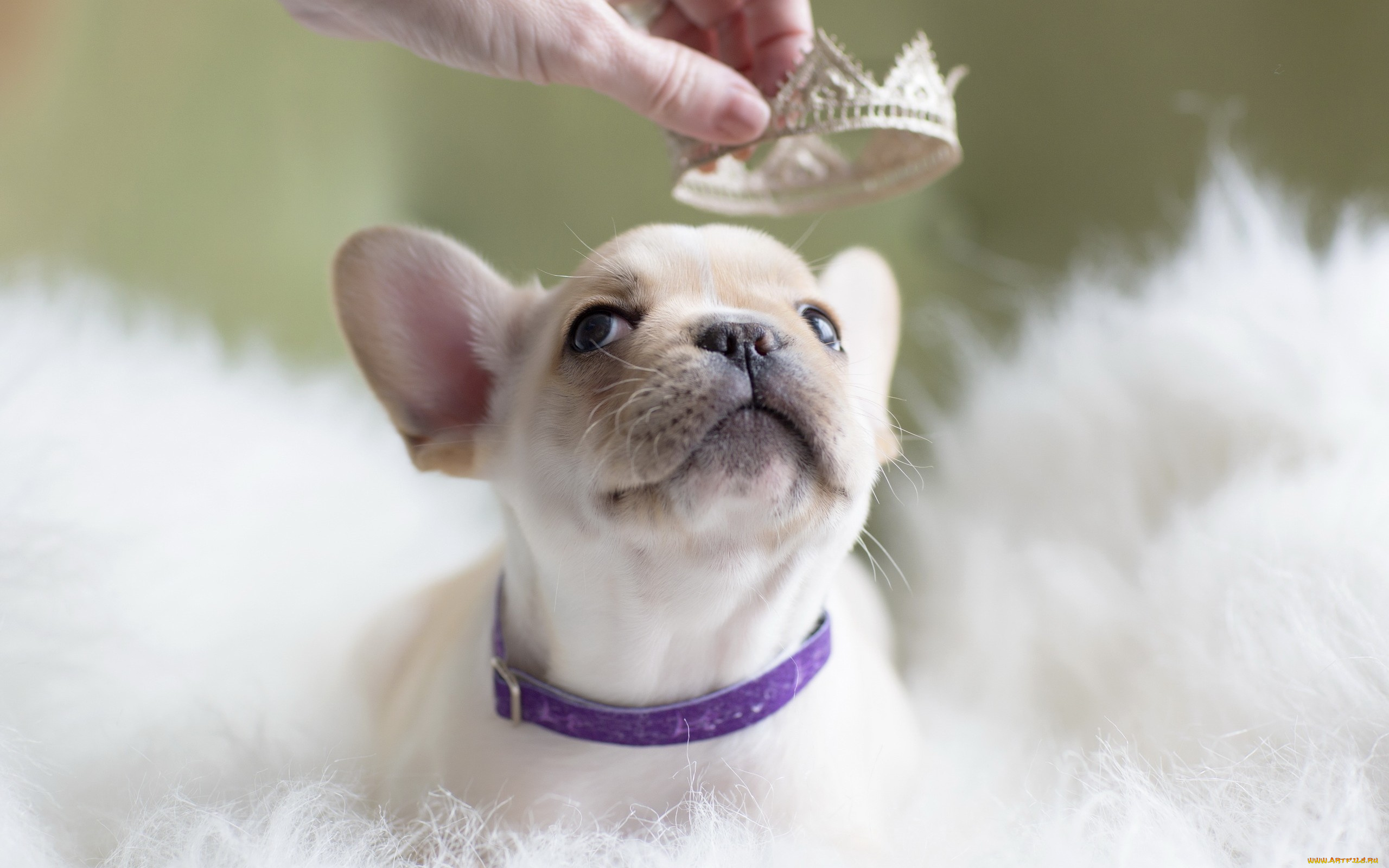 животные, собаки, собака, щенок, принцесса, корона, фон