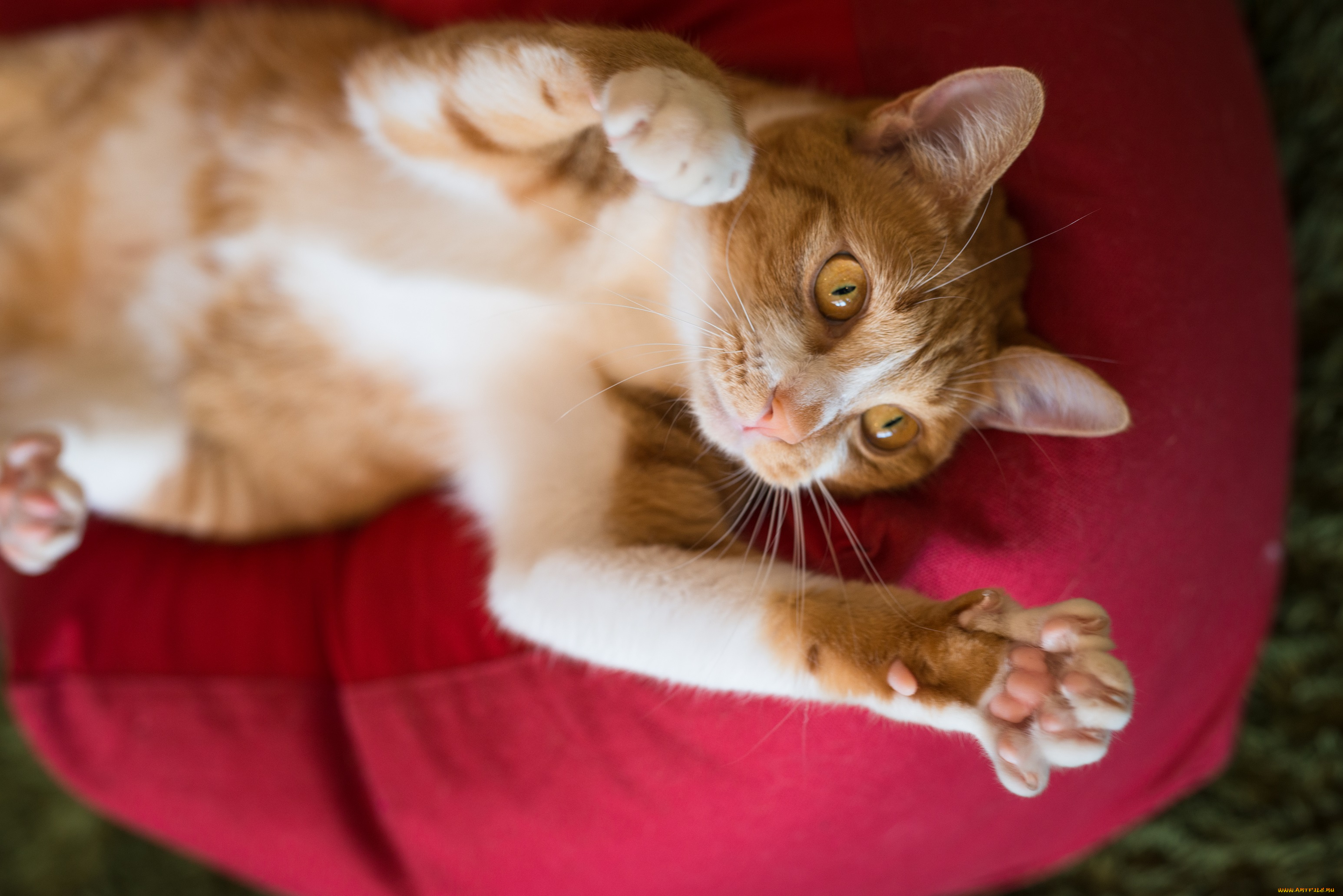 животные, коты, ушки, усы, коте, киса, рыжий, лапки, спит