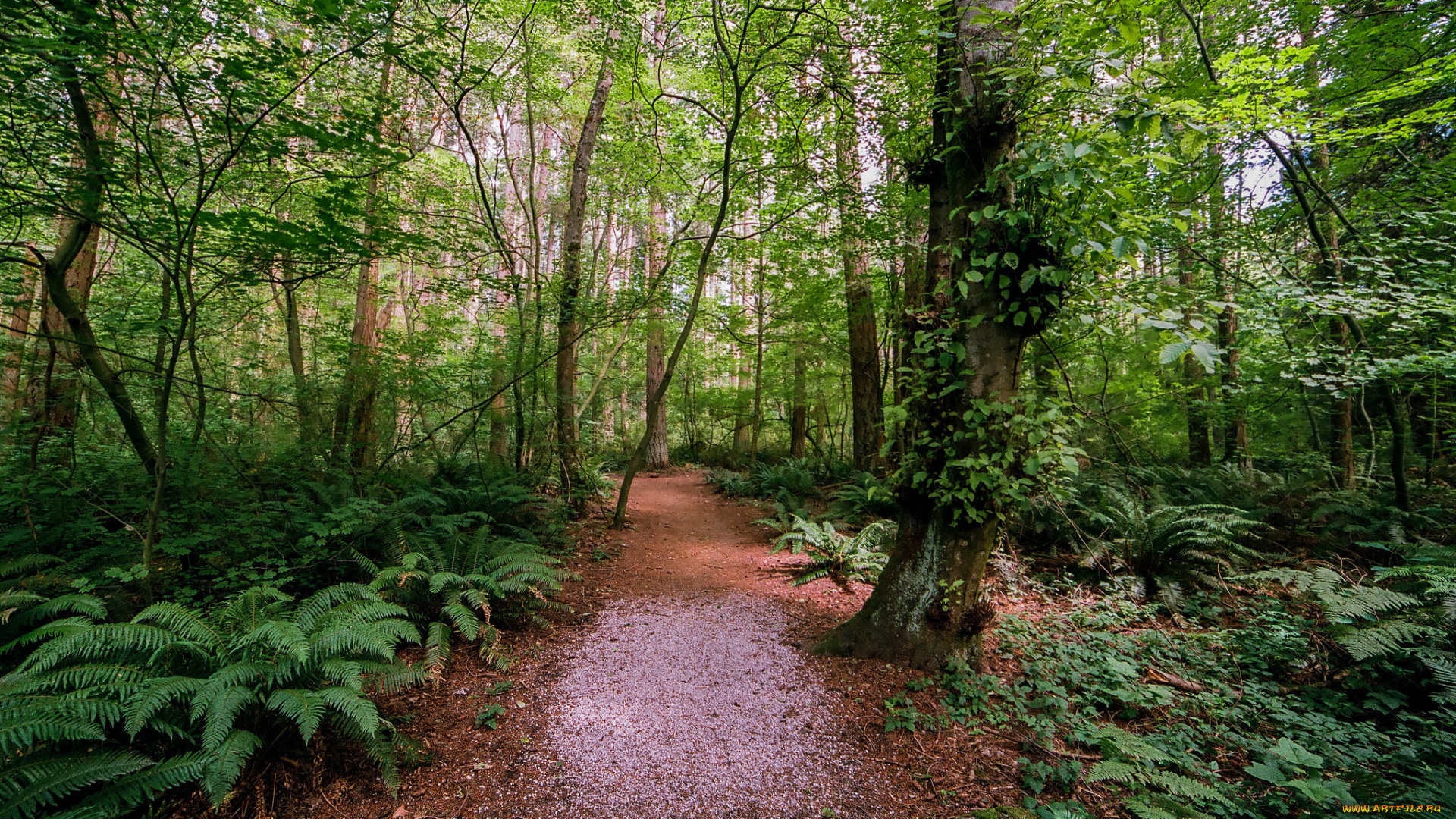 природа, дороги, тракт