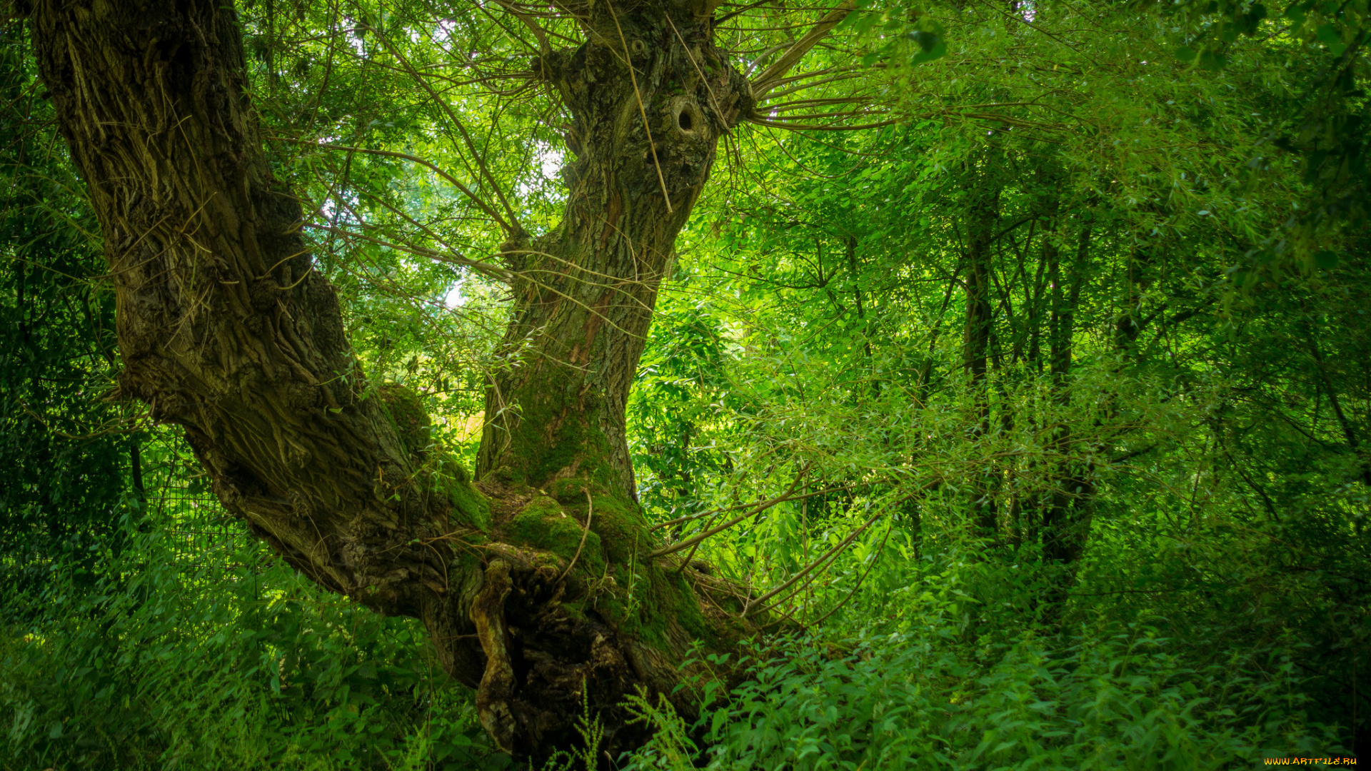 природа, лес, деревья