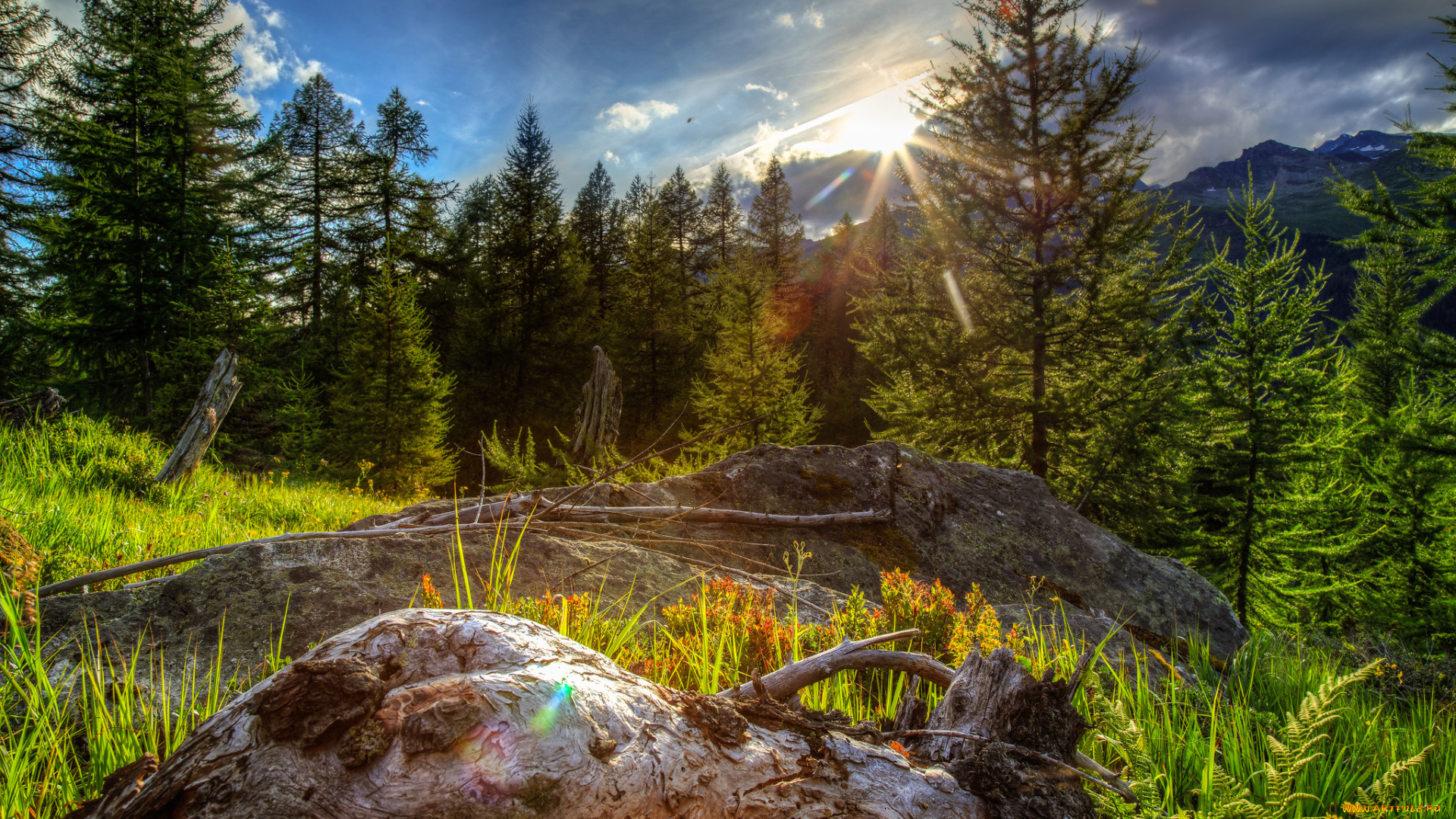 природа, лес, деревья