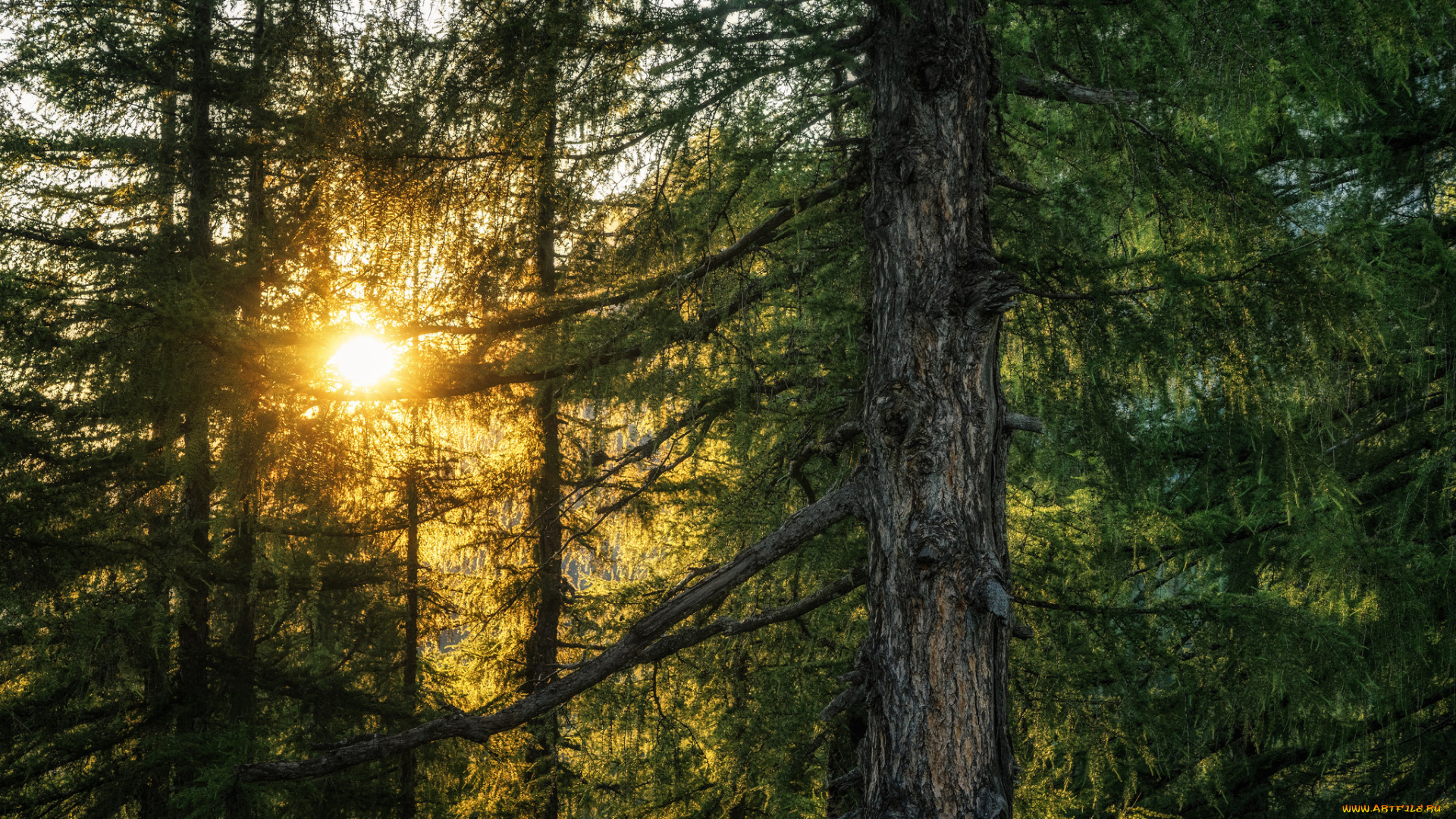 природа, лес, деревья