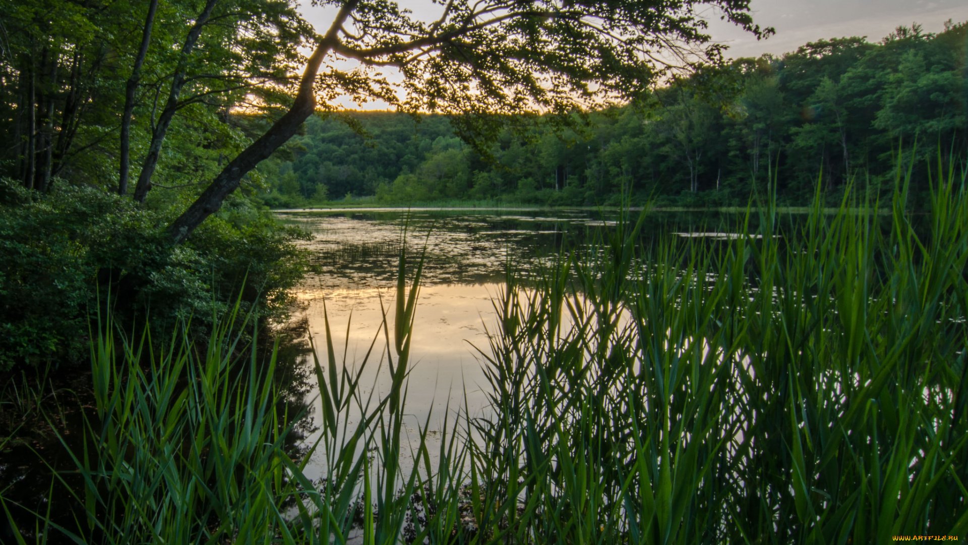 природа, реки, озера, лес, река