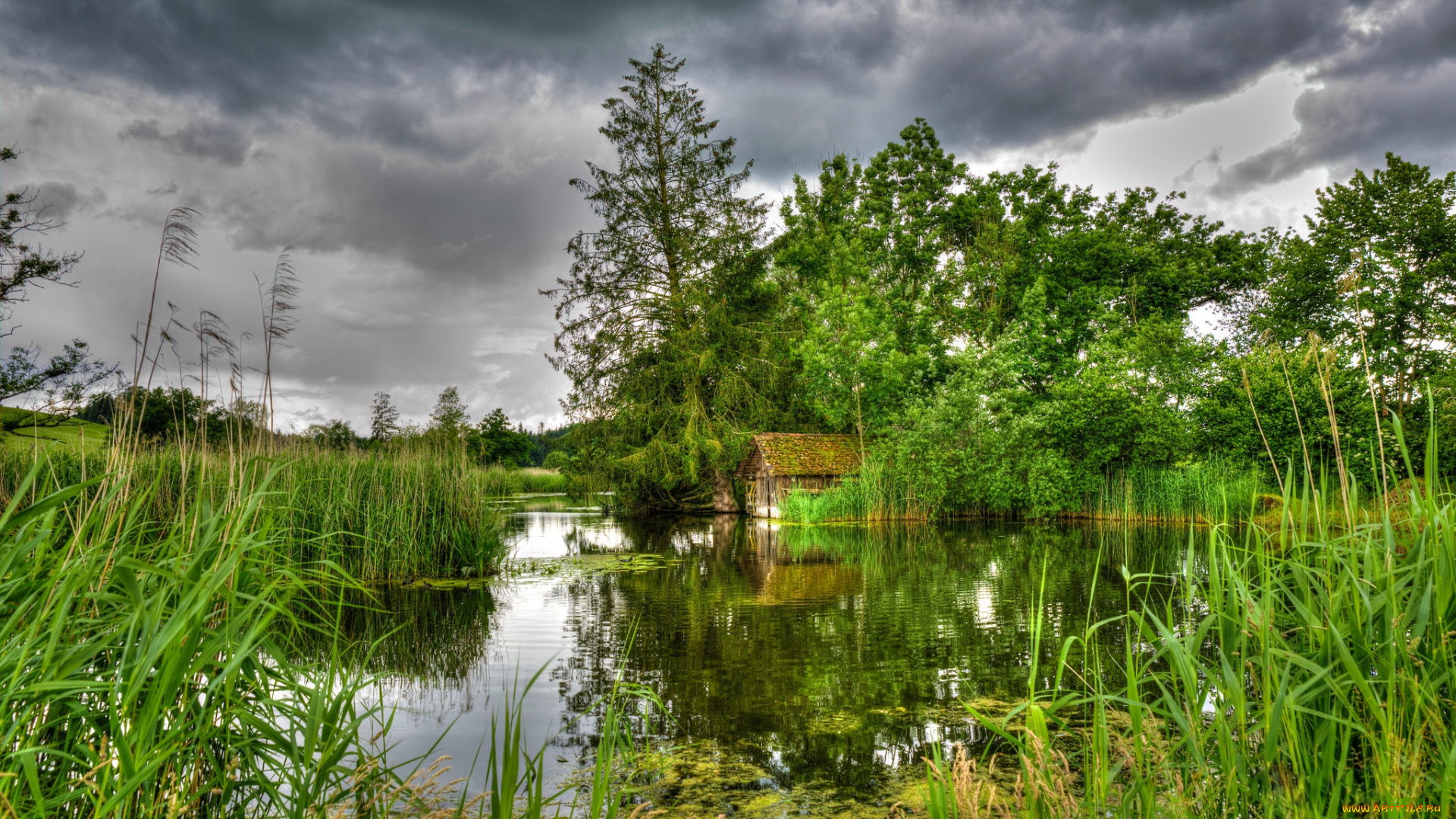 природа, реки, озера, лес, река