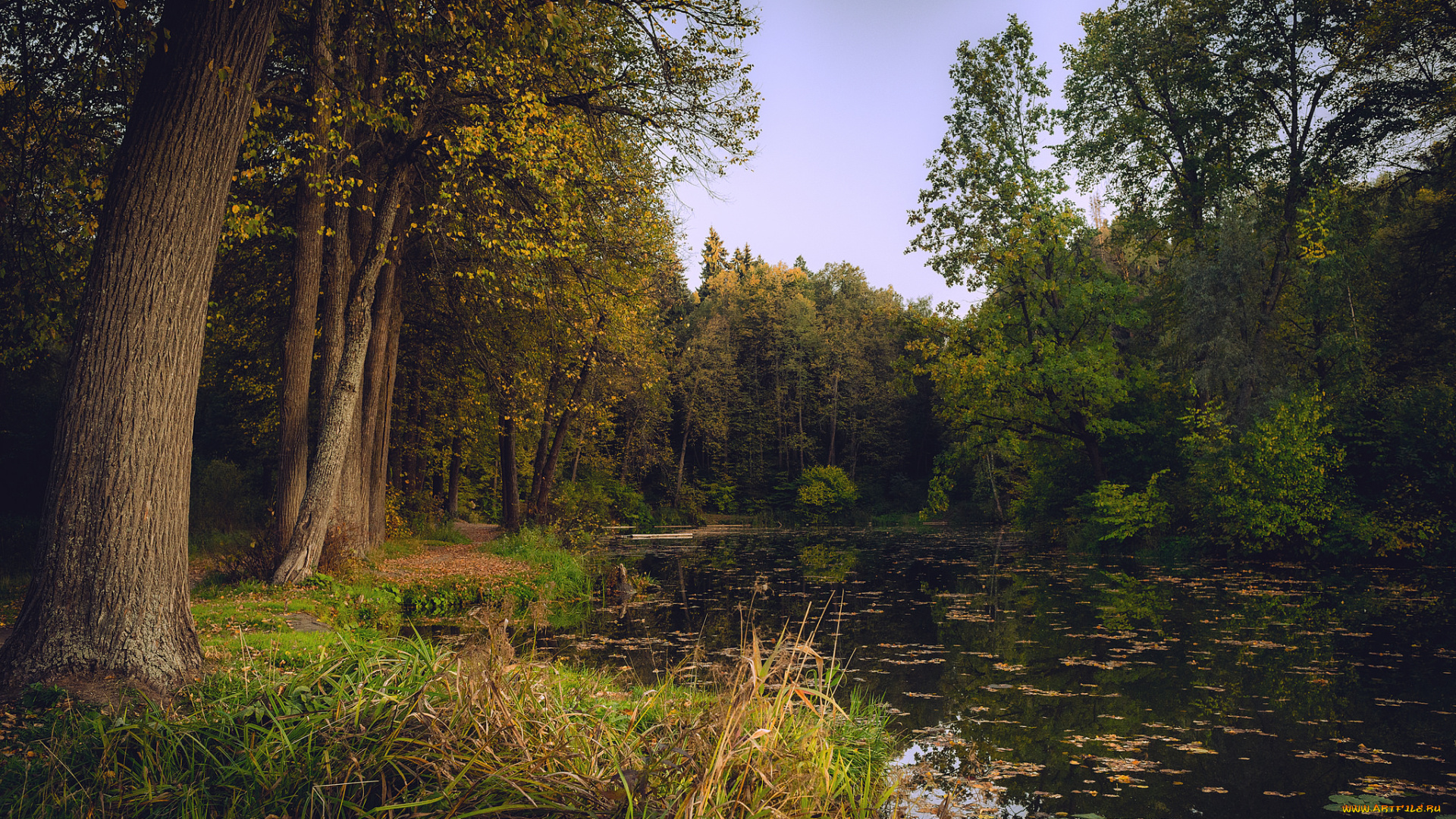 природа, реки, озера, река, лес