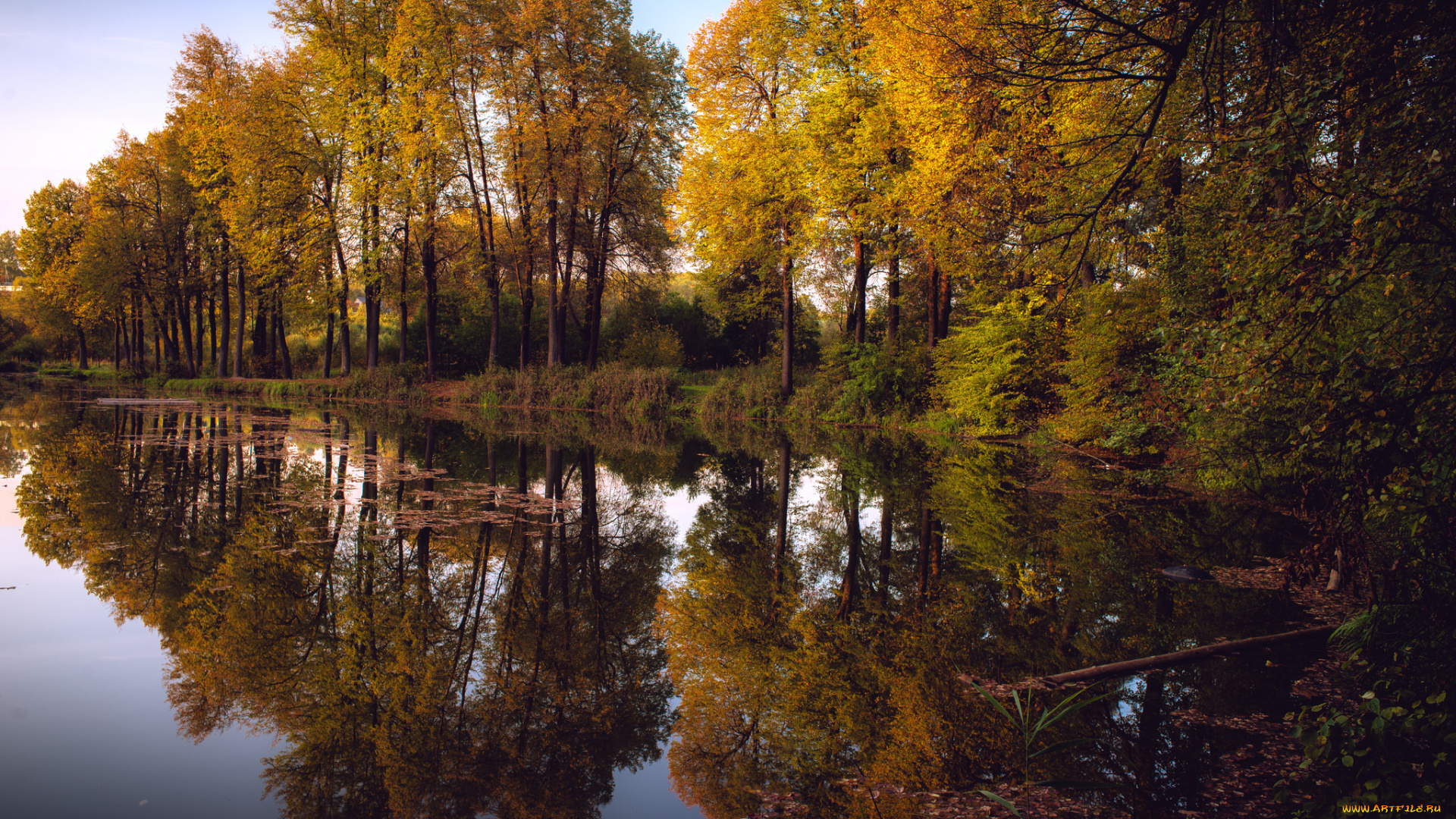 природа, реки, озера, река, лес