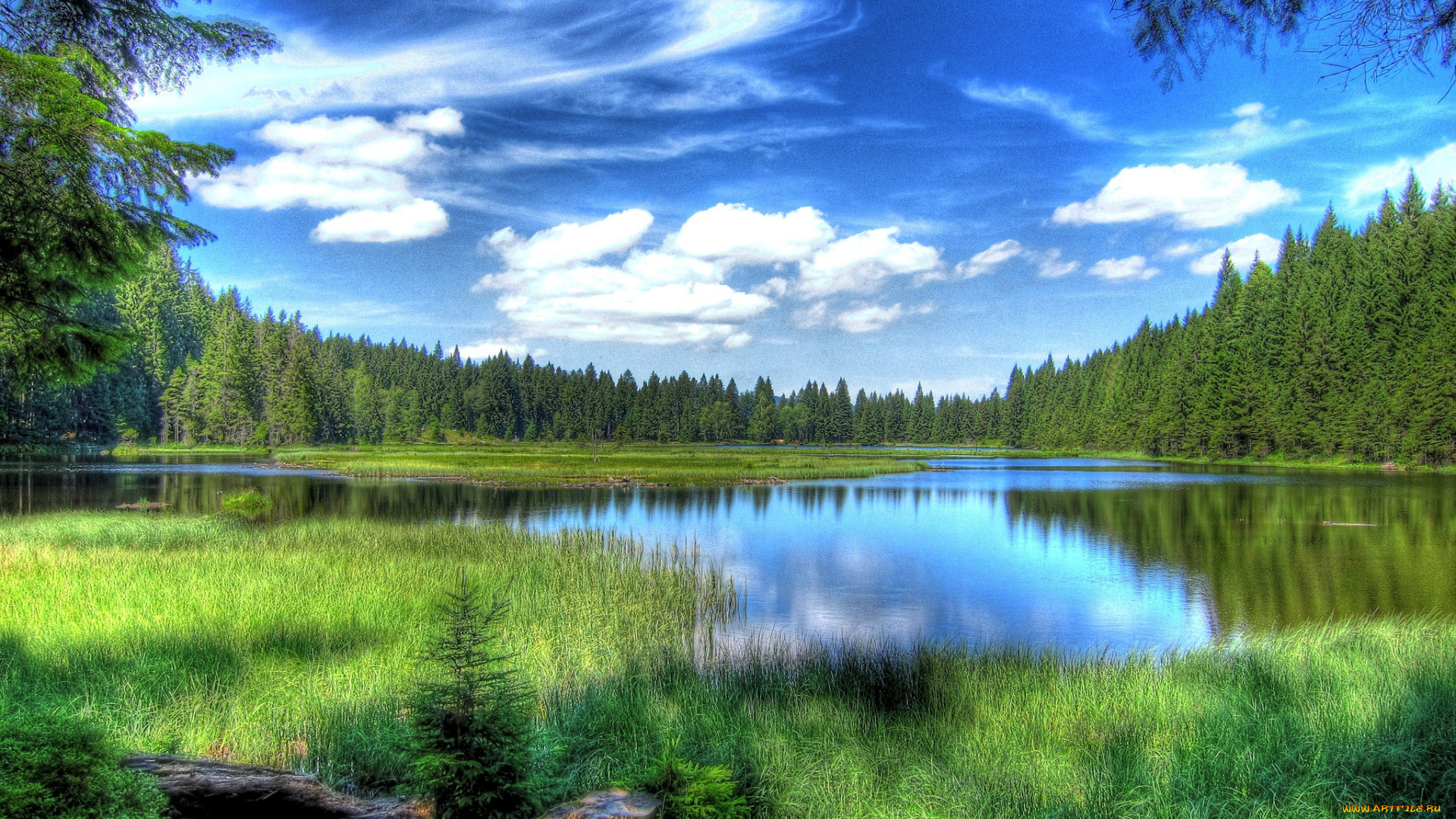 природа, реки, озера, река, лес