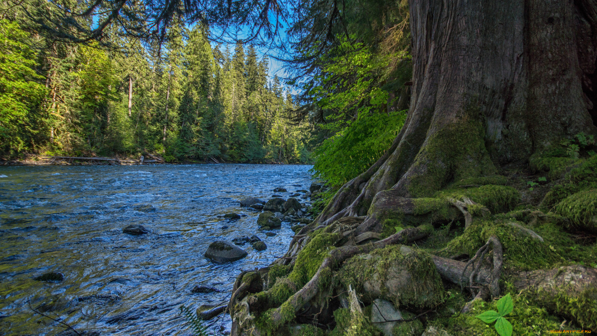природа, реки, озера, река, лес