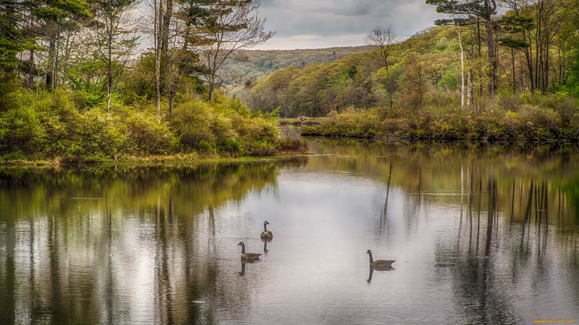 природа, реки, озера, река, лес