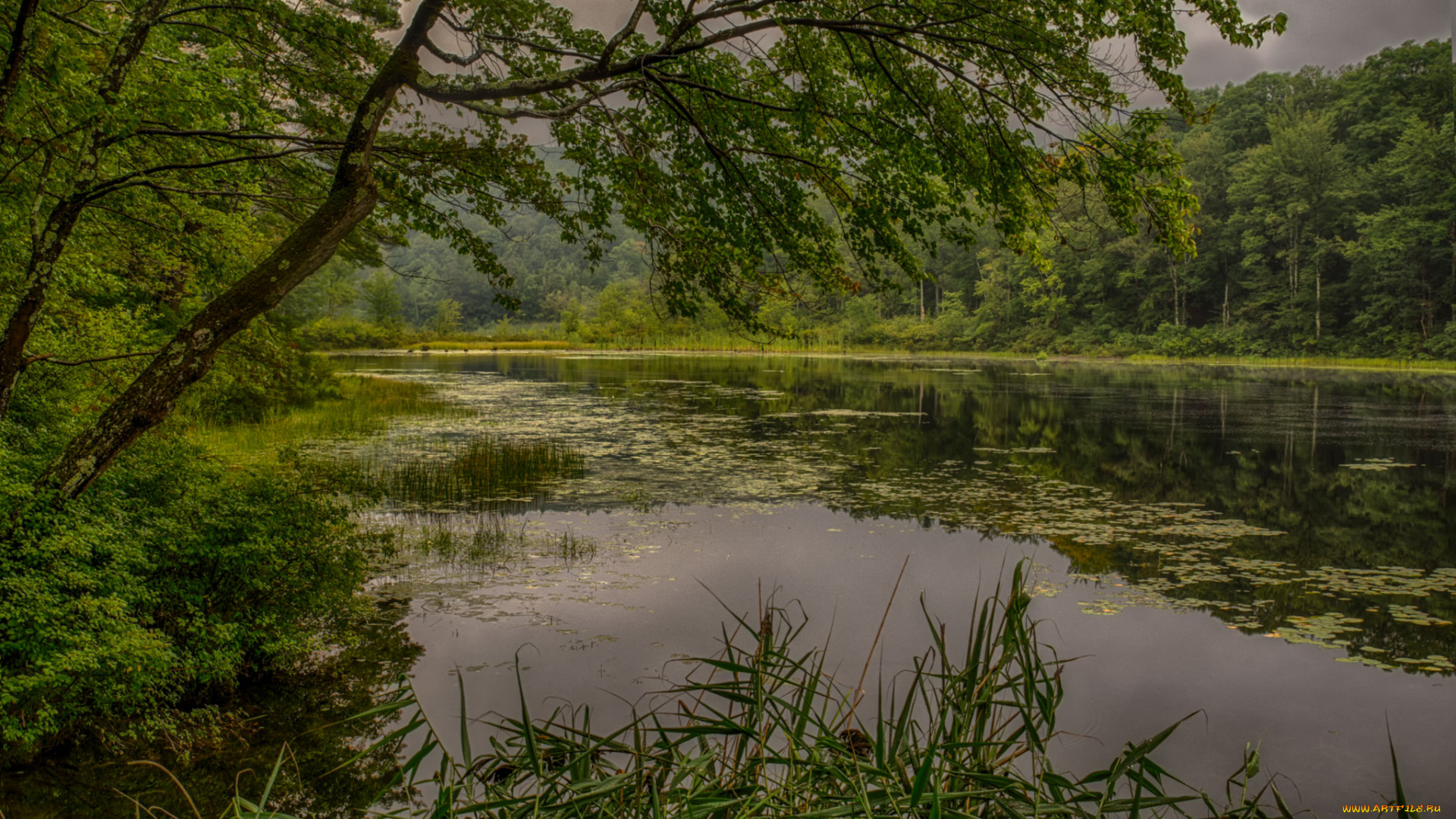 природа, реки, озера, река, лес