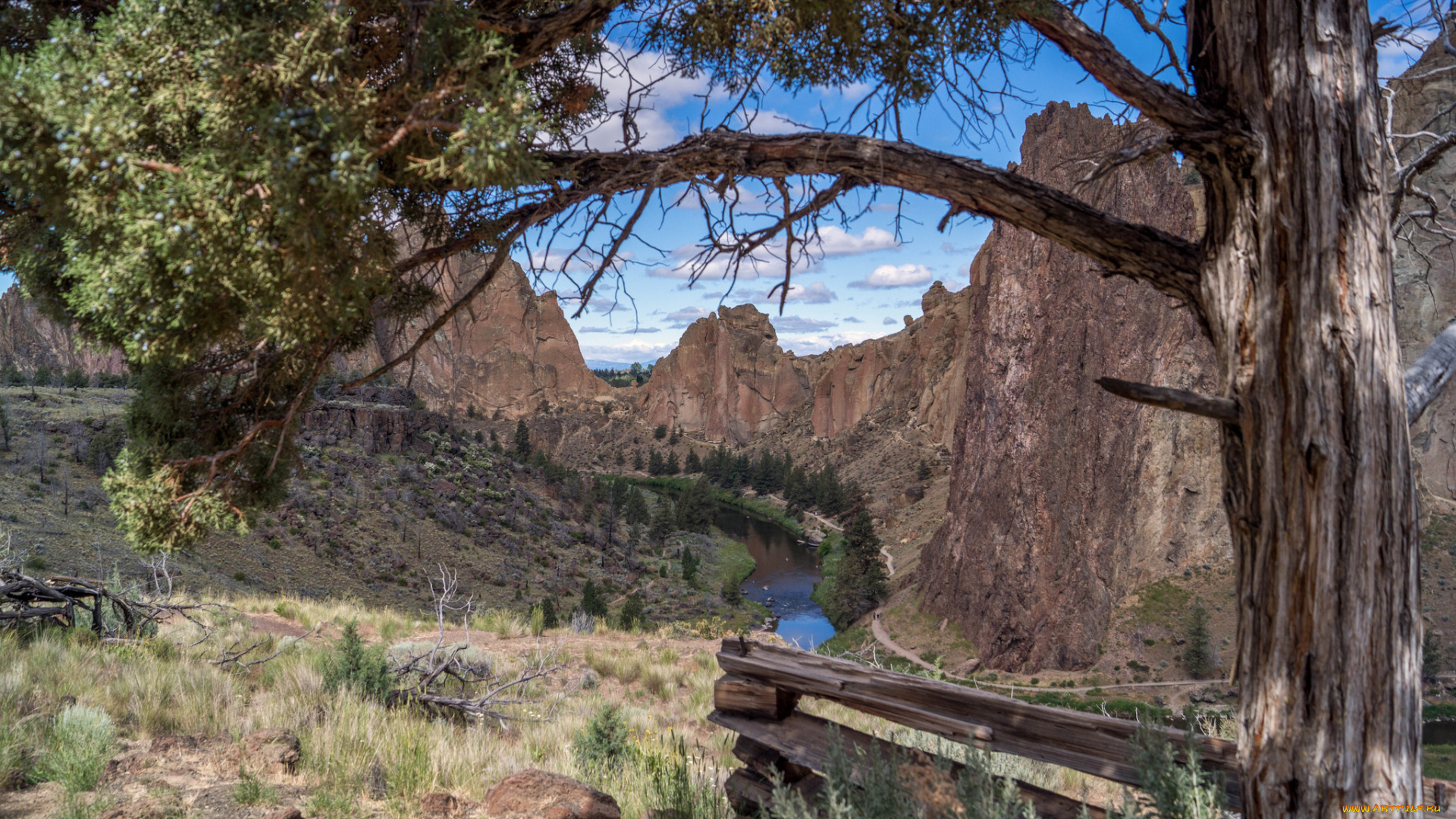 природа, реки, озера, река, лес