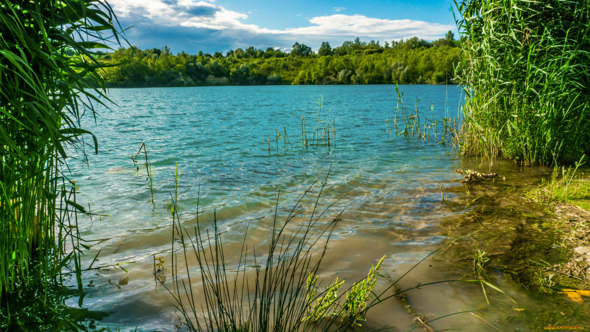 природа, реки, озера, река, лес