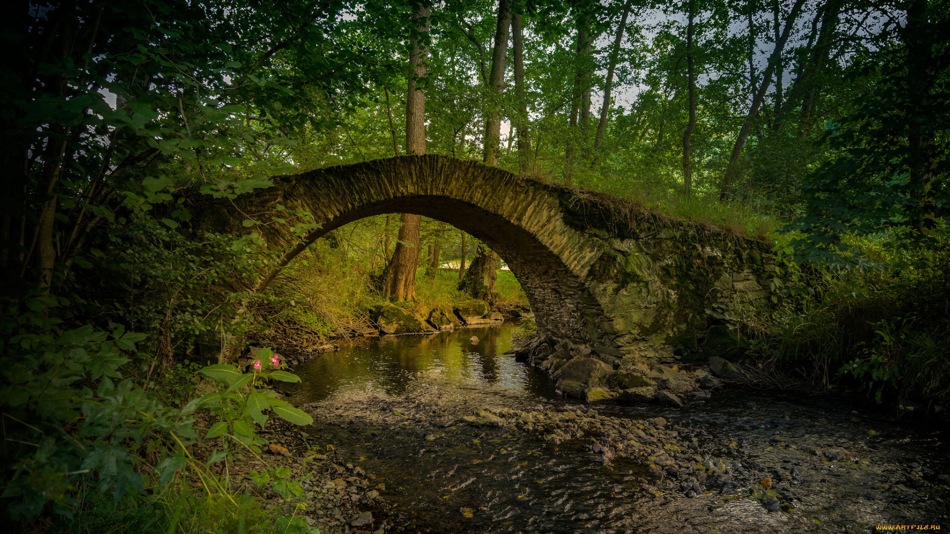 природа, реки, озера, река, лес