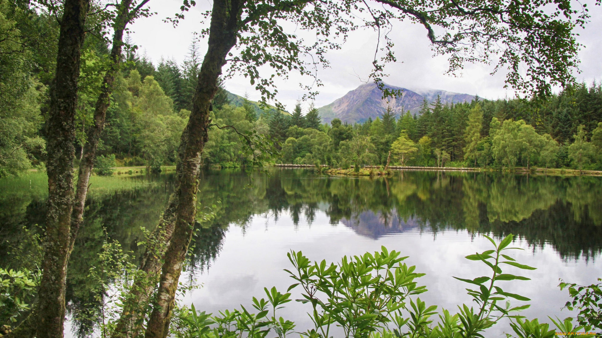 природа, реки, озера, река, лес