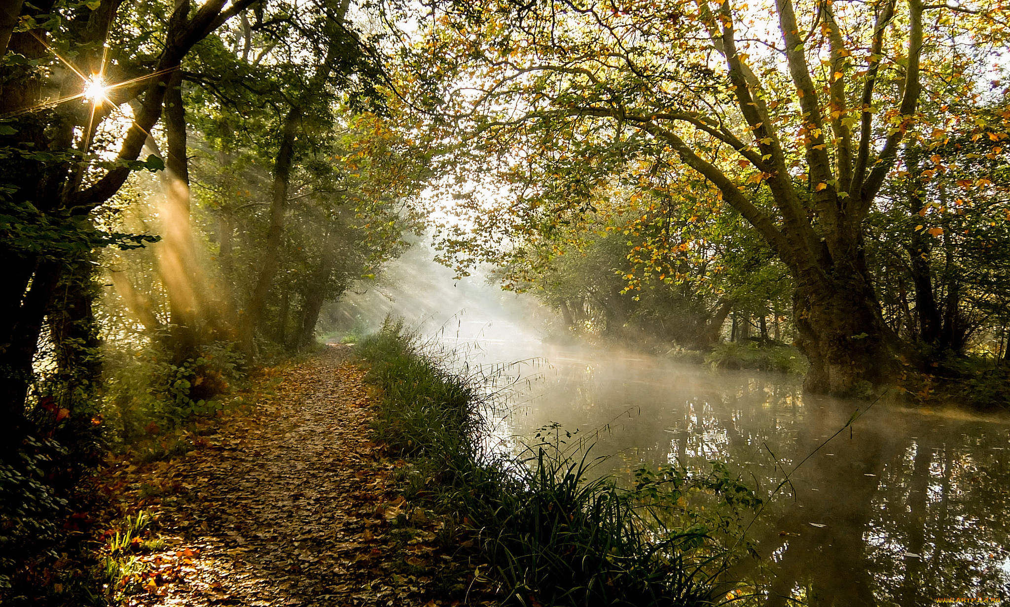 природа, реки, озера, река, лес