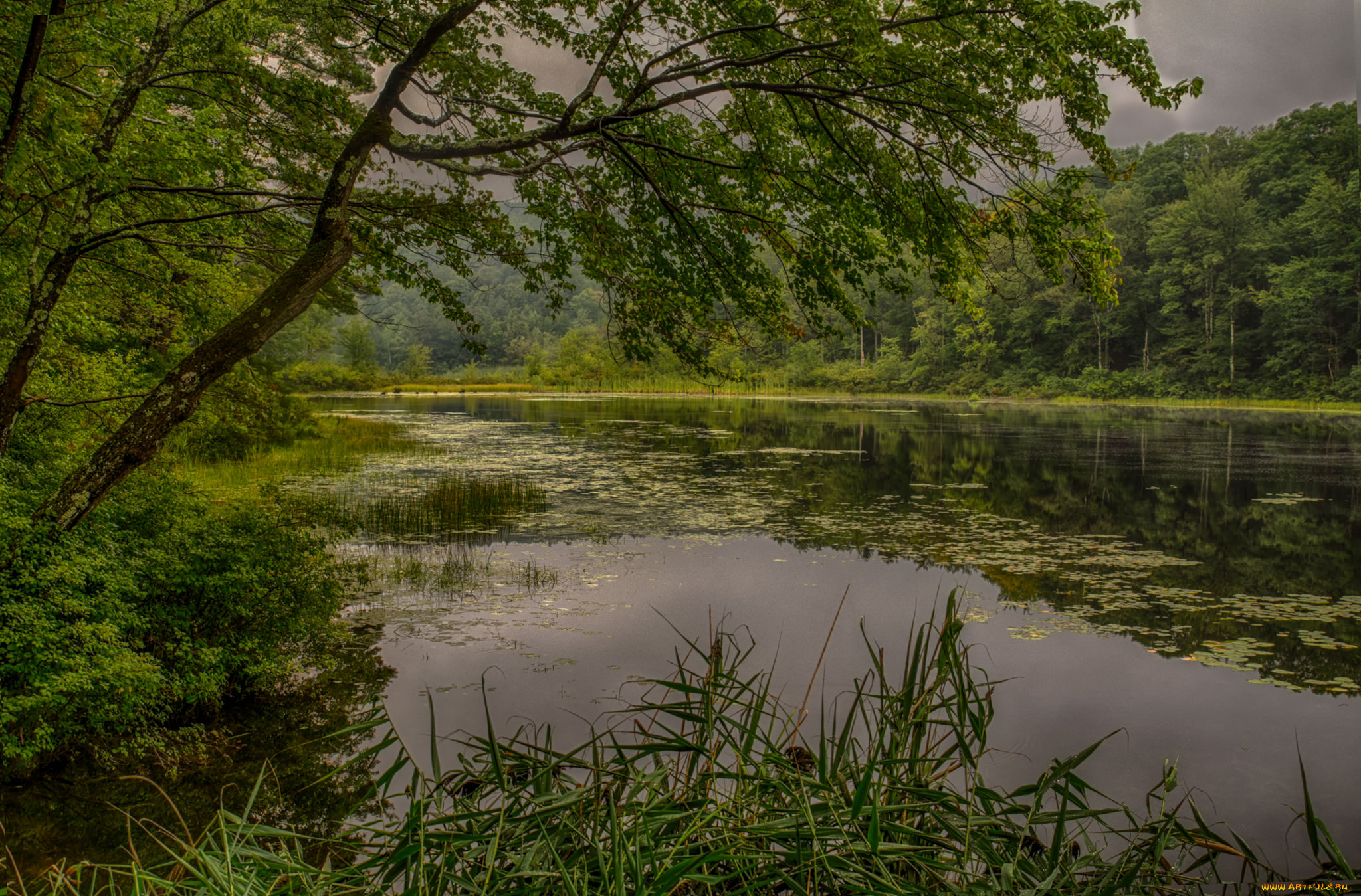 природа, реки, озера, река, лес