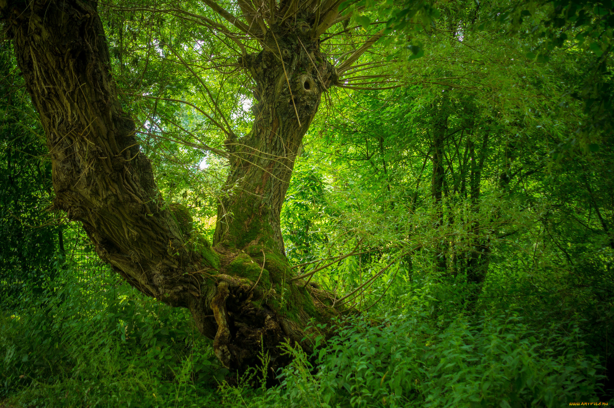 природа, лес, деревья