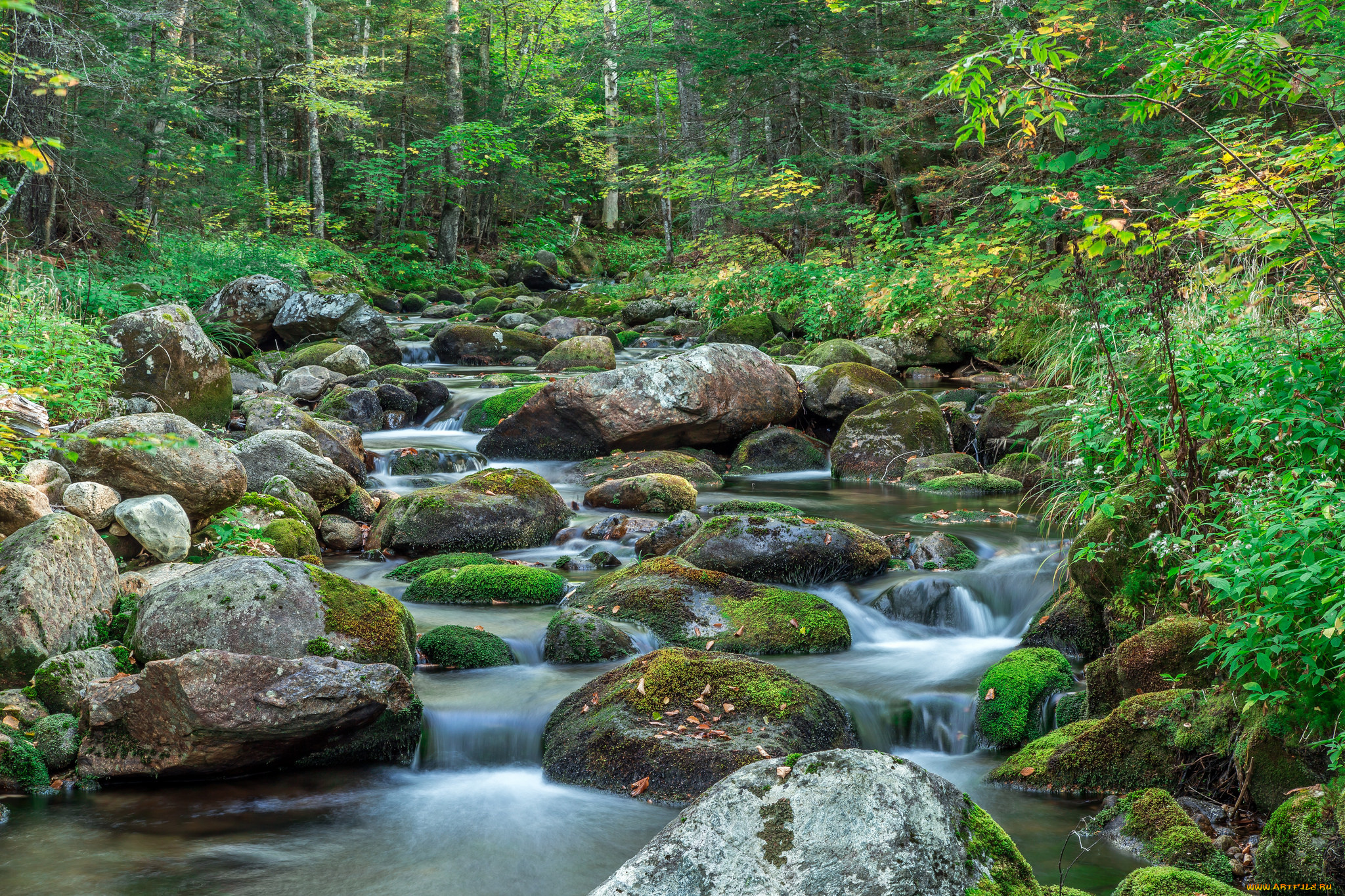 природа, реки, озера, река, лес