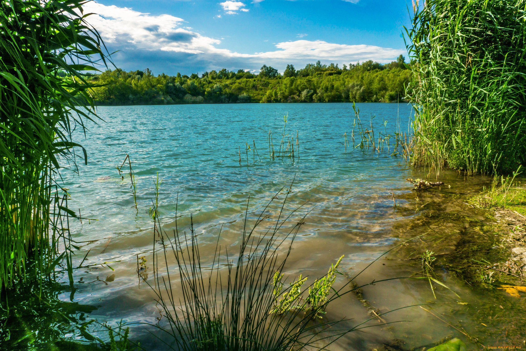 природа, реки, озера, река, лес