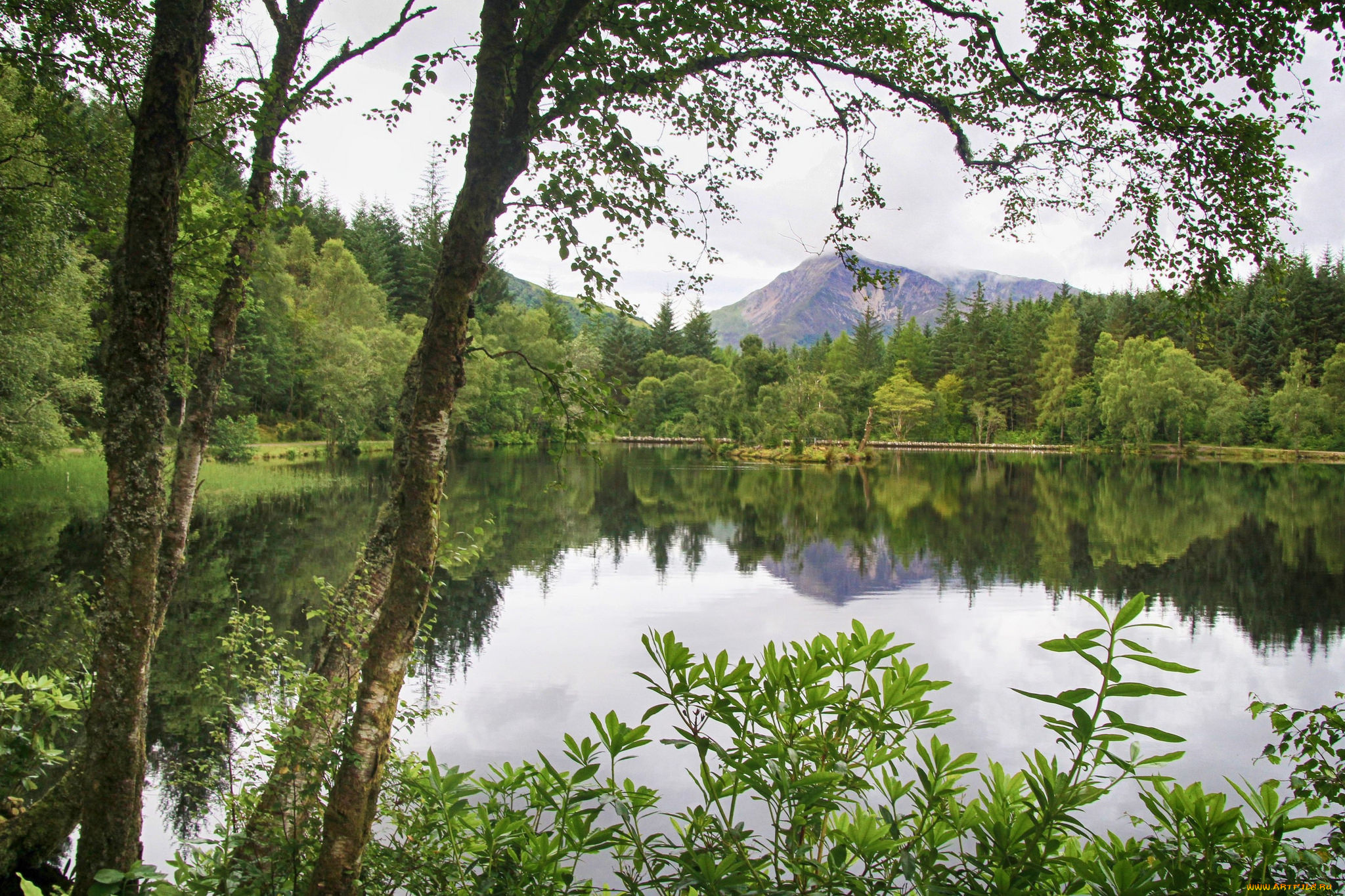 природа, реки, озера, река, лес