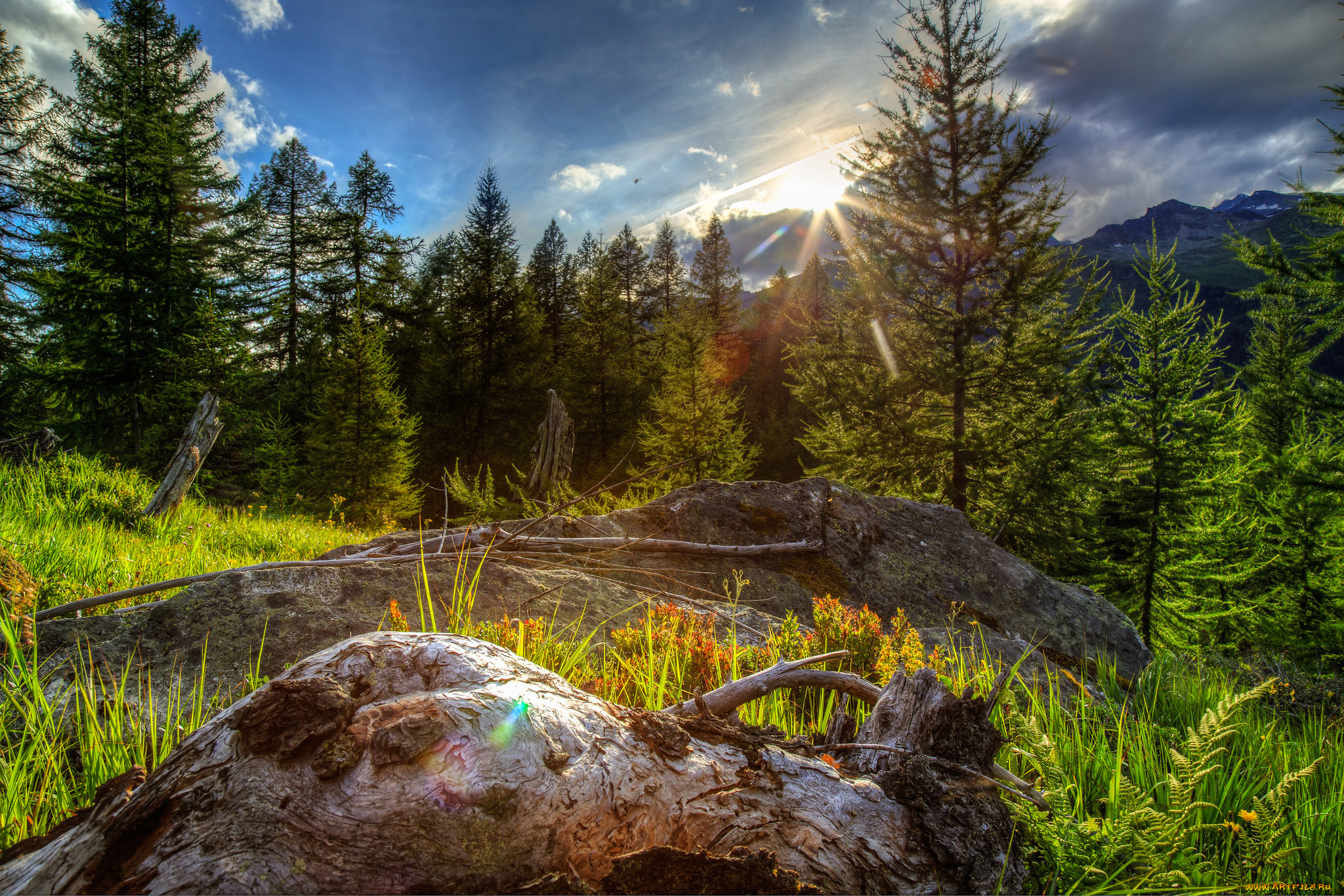 природа, лес, деревья