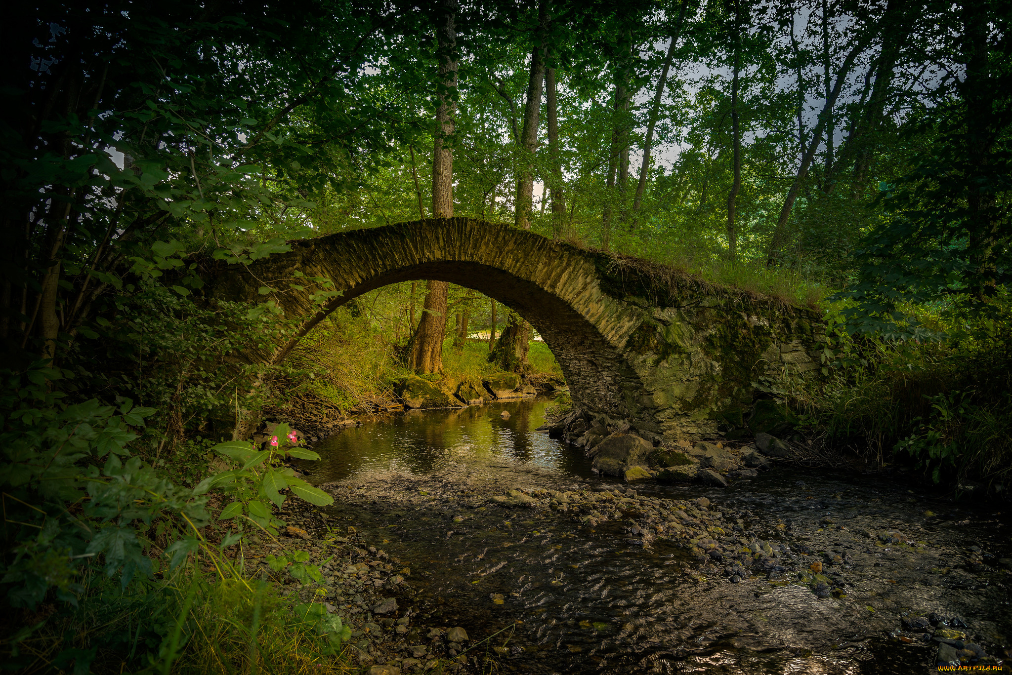 природа, реки, озера, река, лес