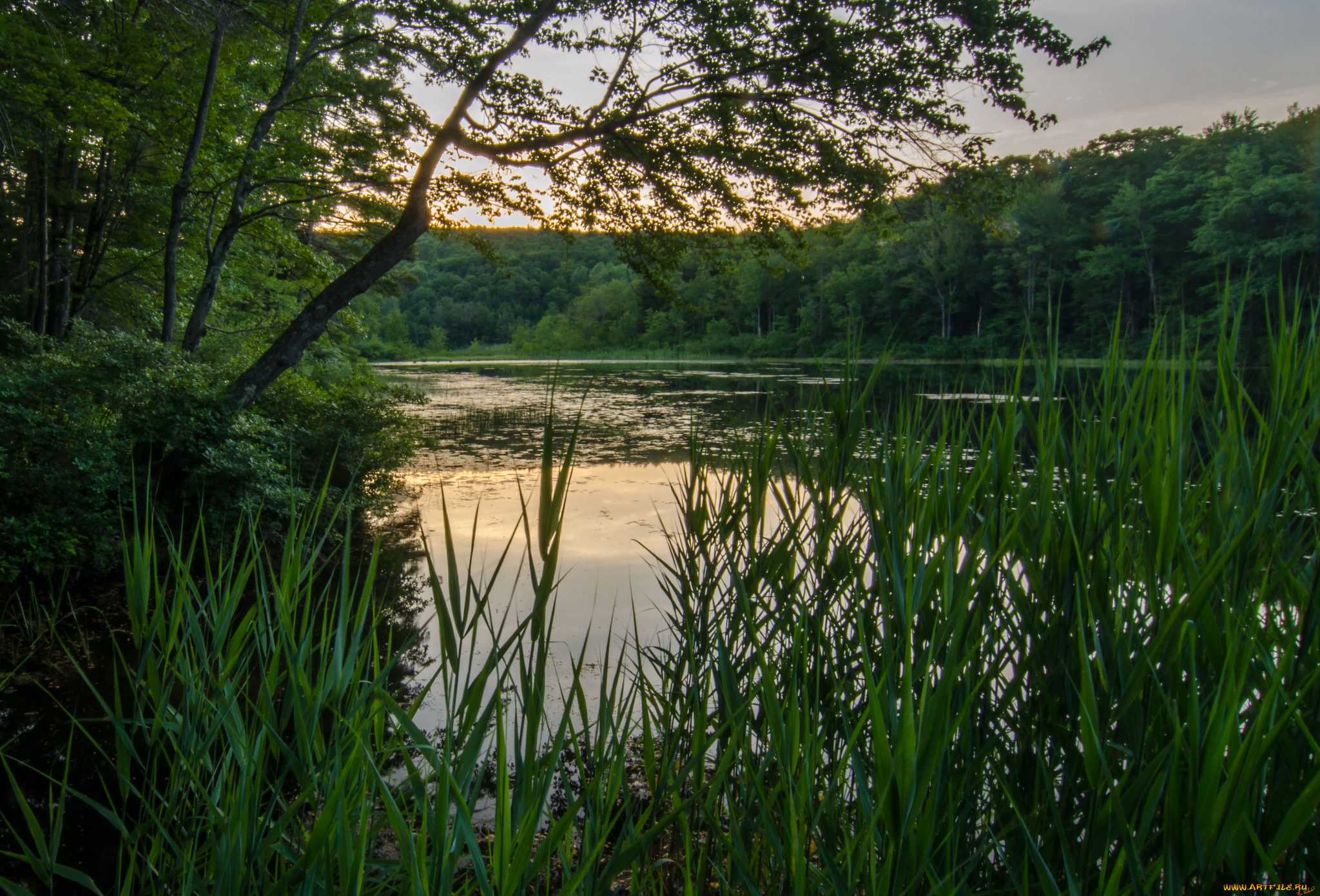 природа, реки, озера, лес, река