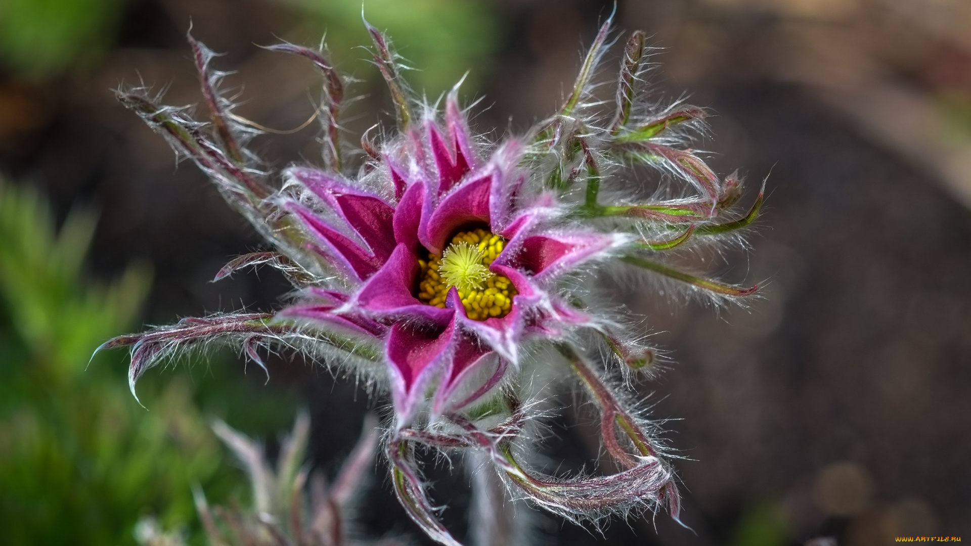 цветы, анемоны, , сон-трава, крест, весна, сон-трава