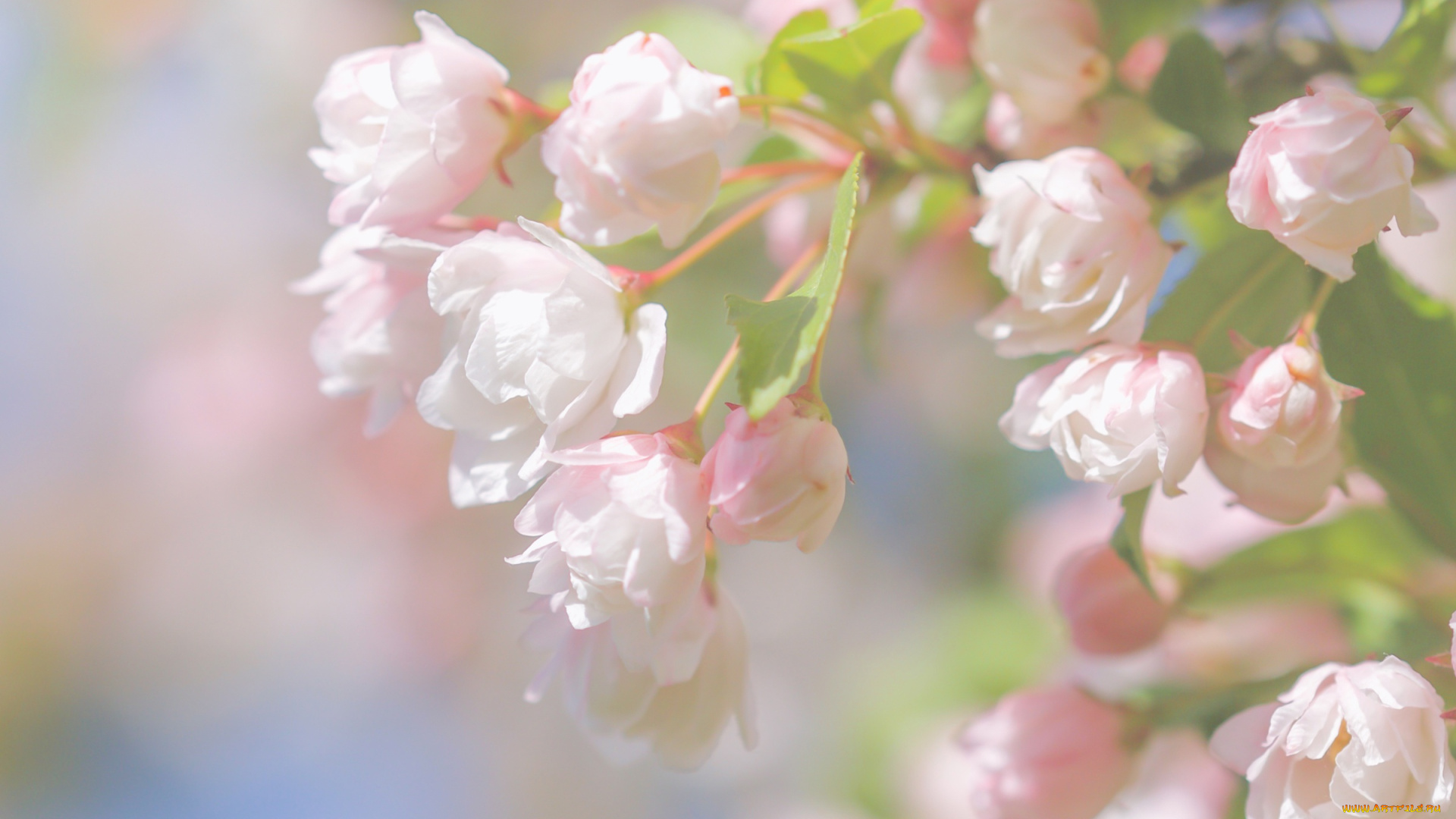 цветы, цветущие, деревья, , , кустарники, бутоны, ветка, весна, макро, цветение