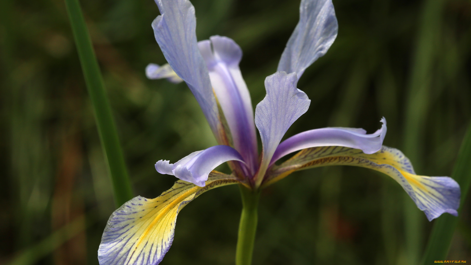 цветы, ирисы, ирис